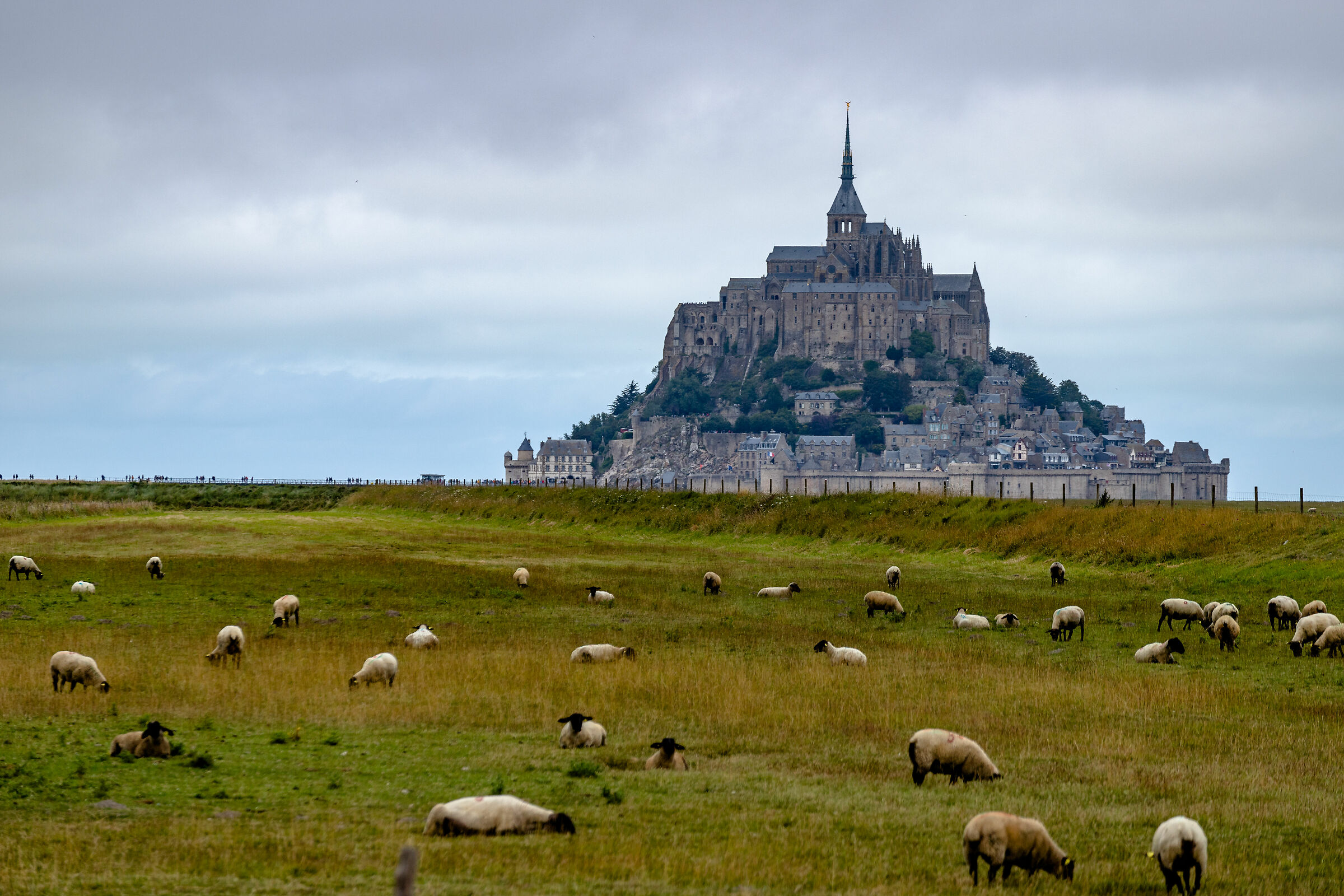 Le Mont-Saint-Michel e le sue pecore