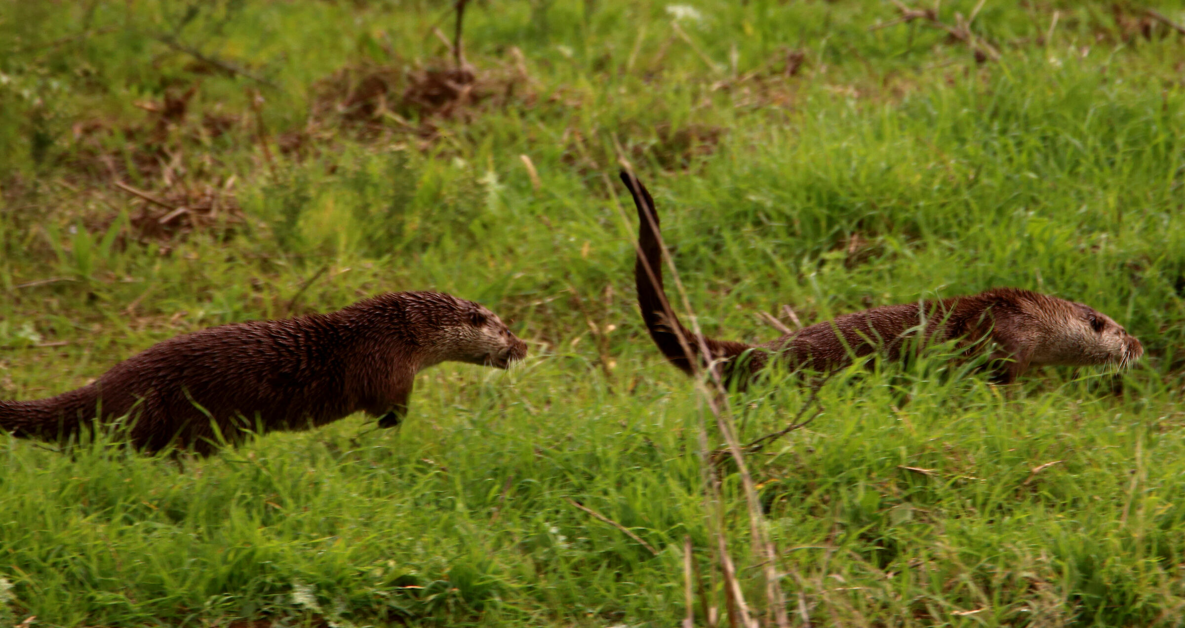 Eurasian otter
