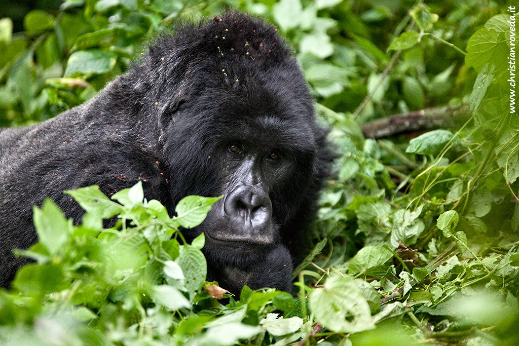 Mountain Gorilla