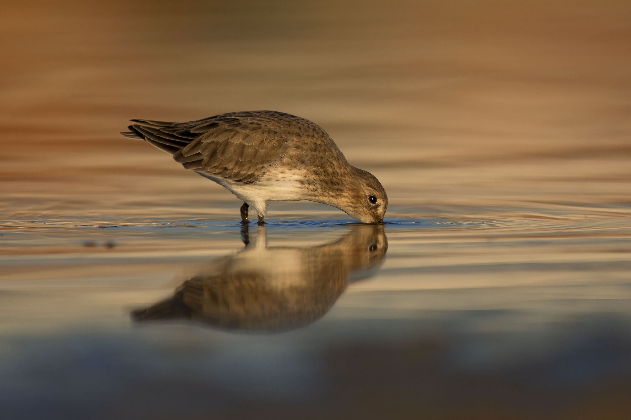 rain panciera in feeding