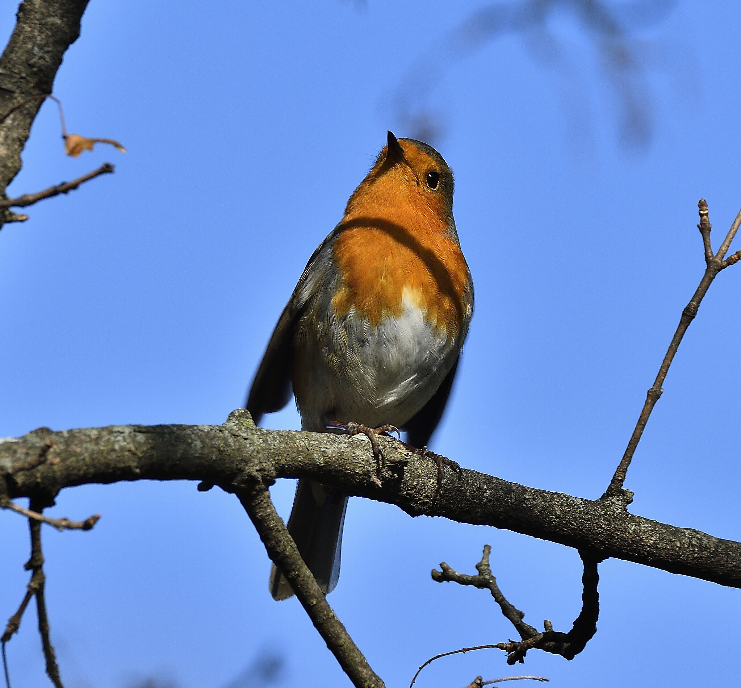 Uno sguardo acuto ...