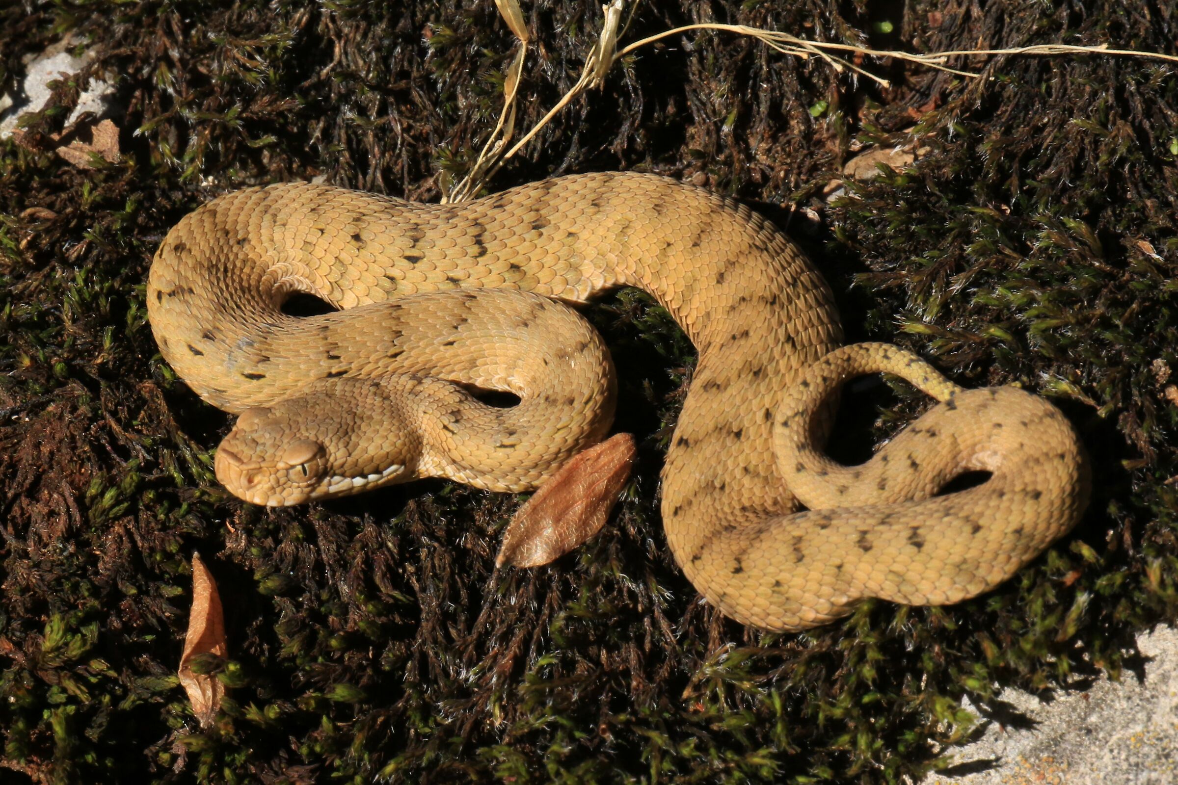 Femmina neonata, 950m, Lombardia (Italia)