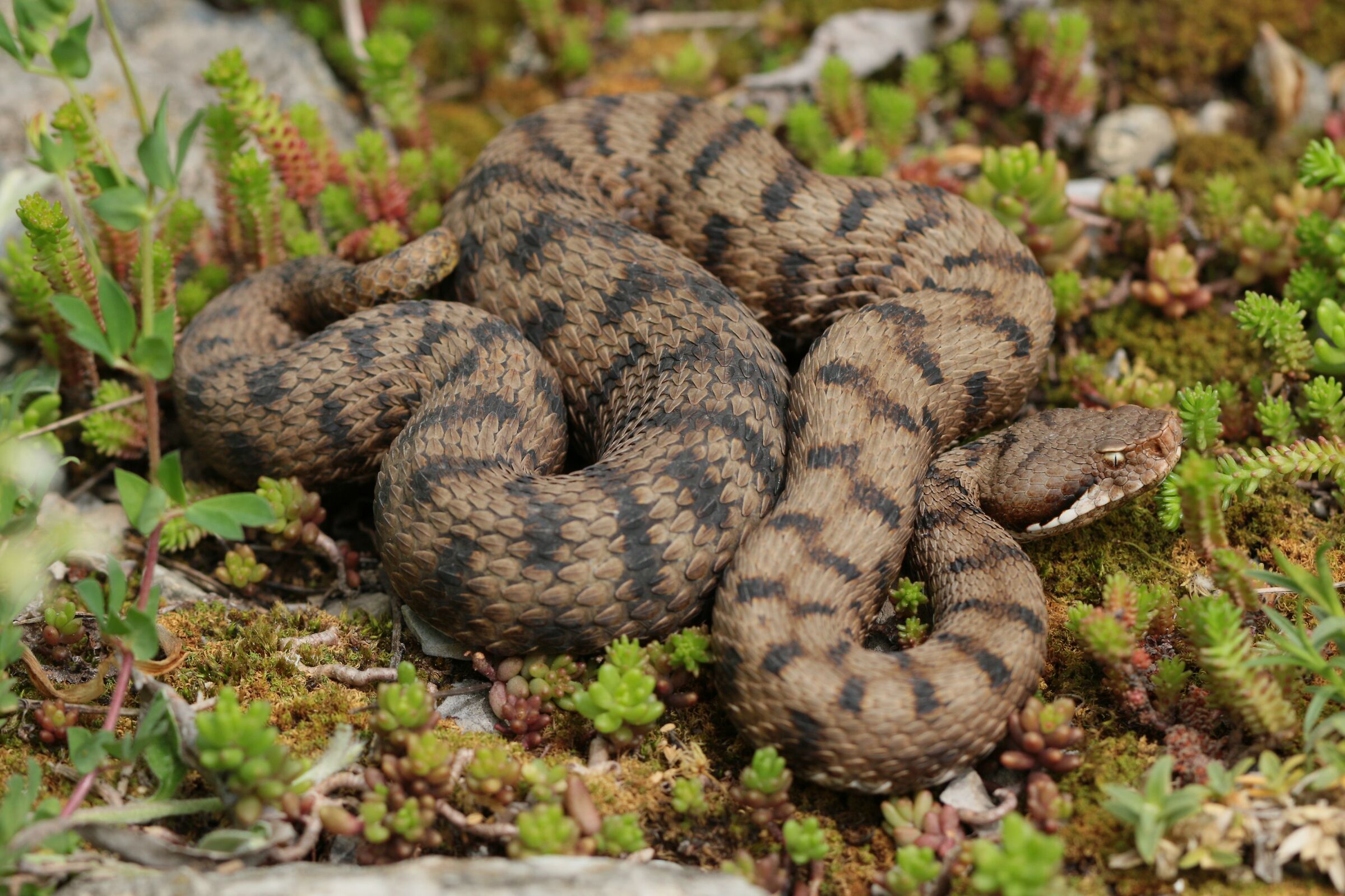 Femmina, 950m, Lombardia (Italia)