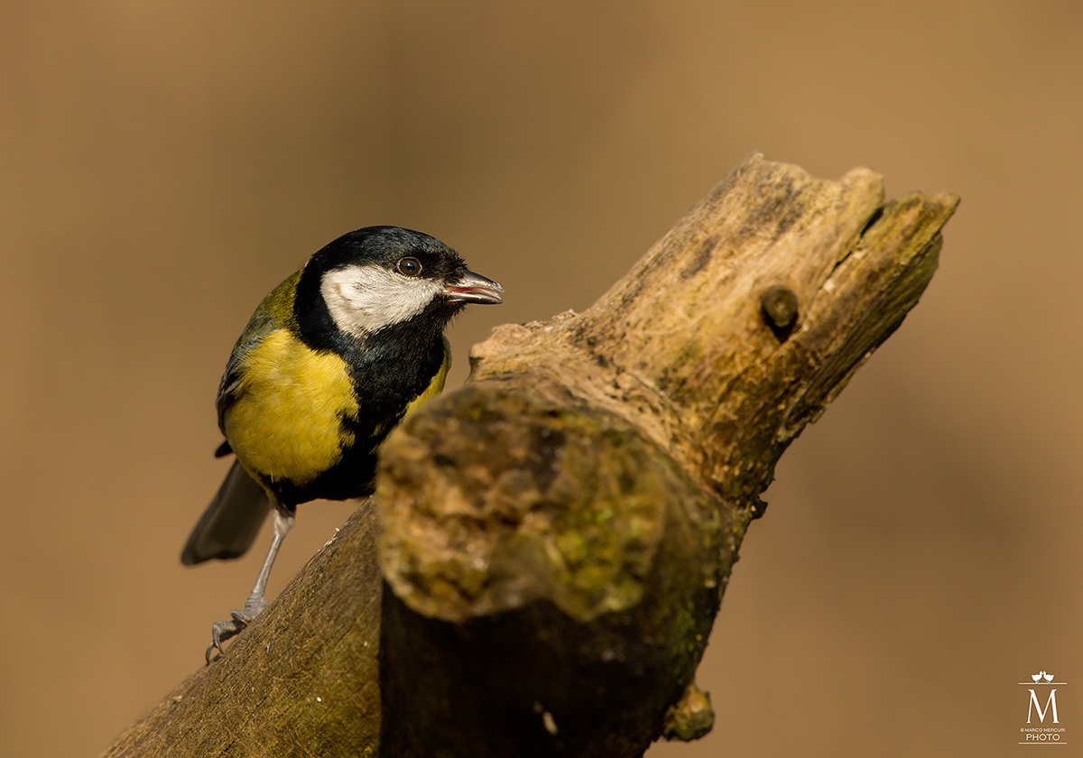 Great Tit