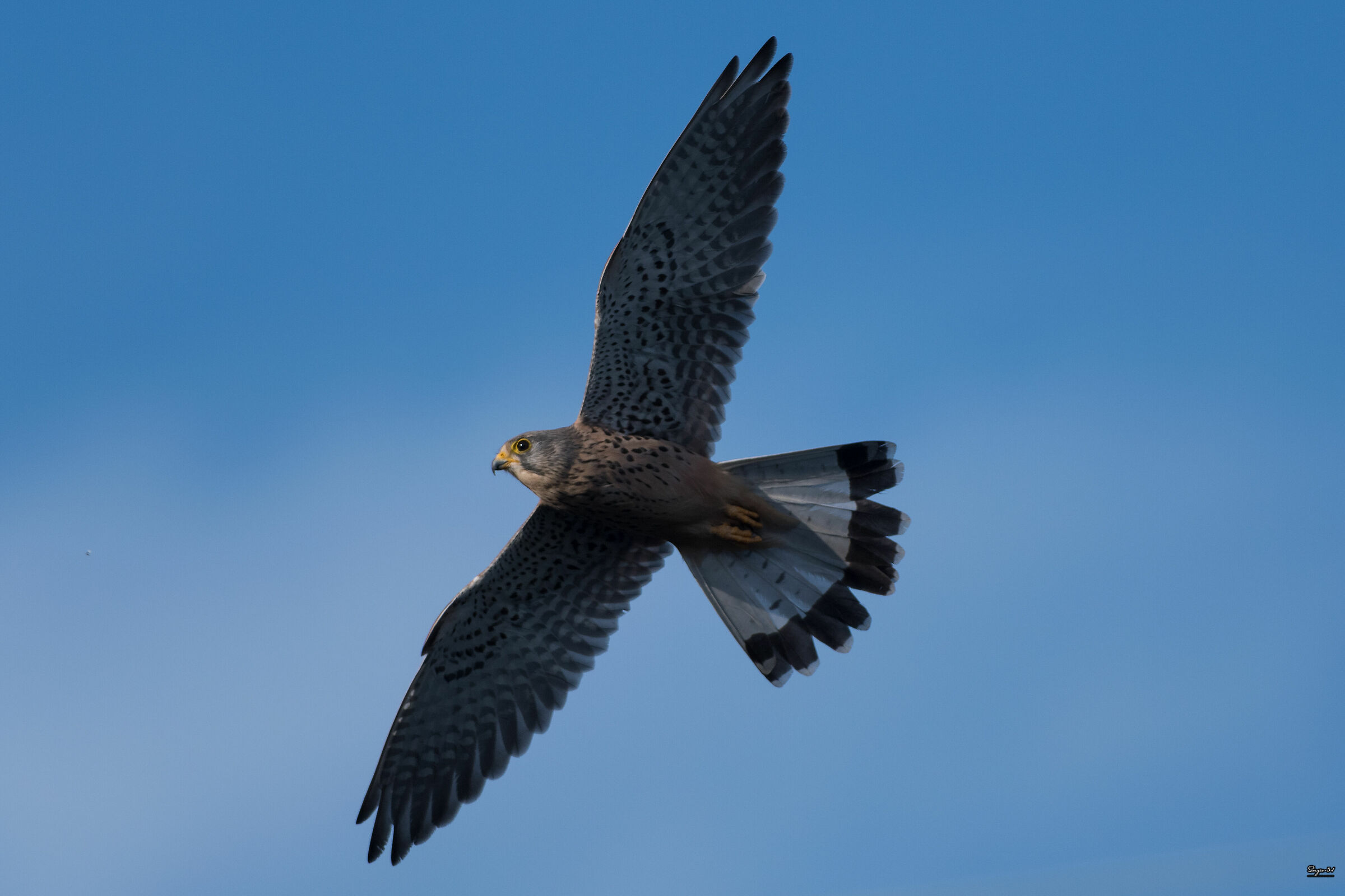 Kestrel