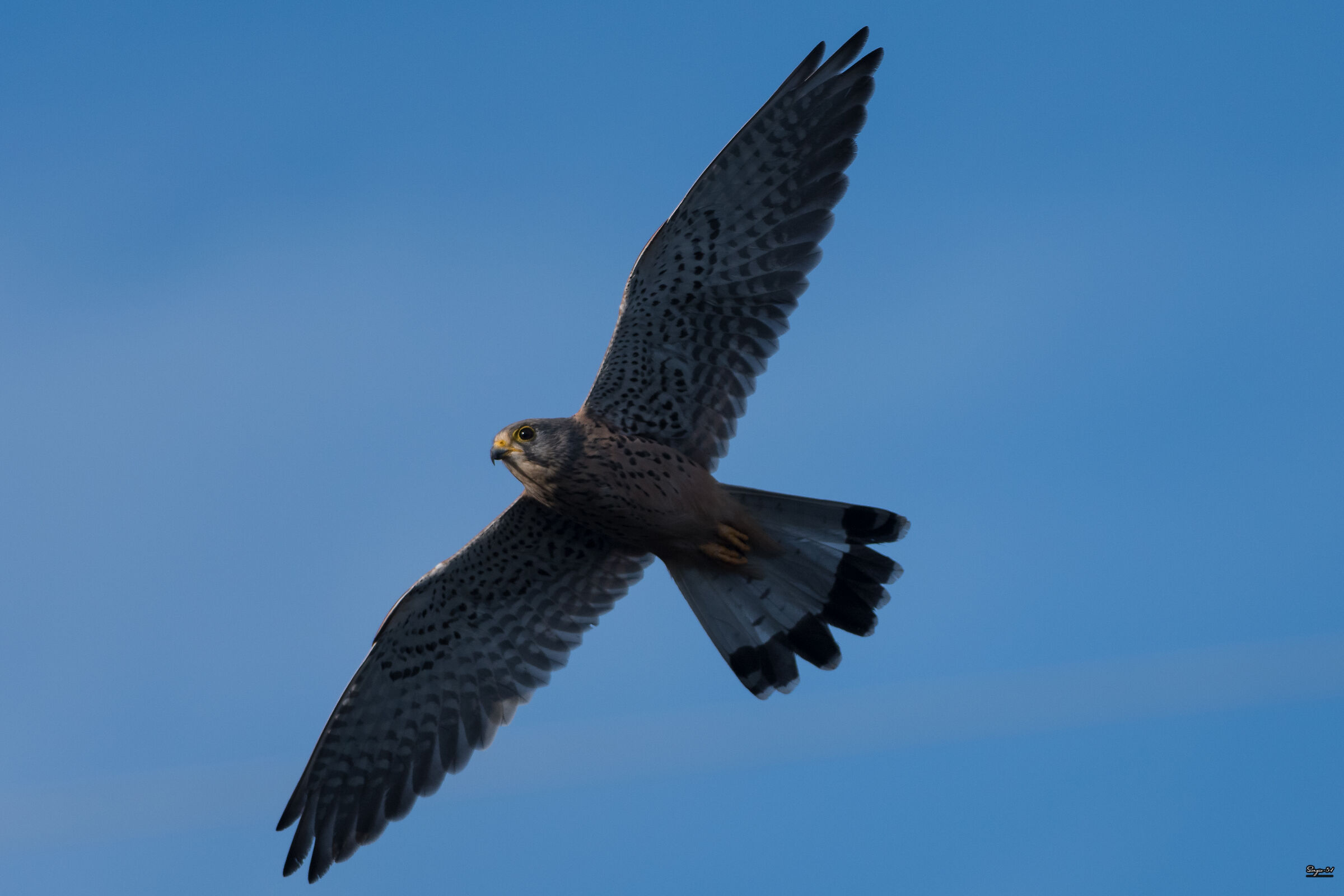 Kestrel