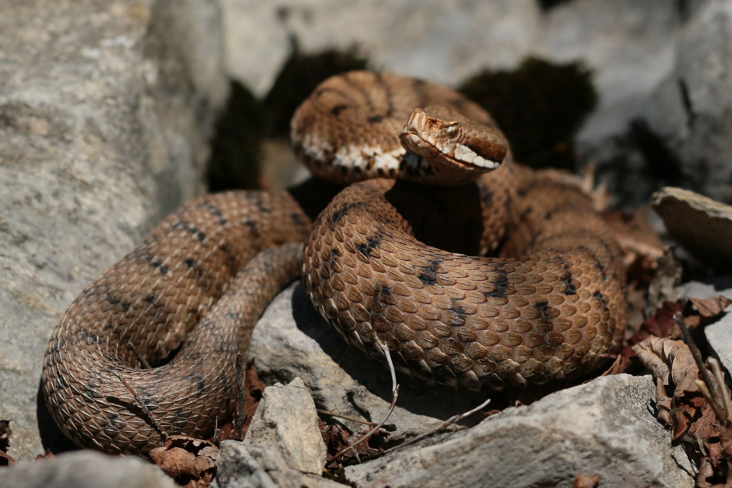 Femmina, 950m, Lombardia (Italia)