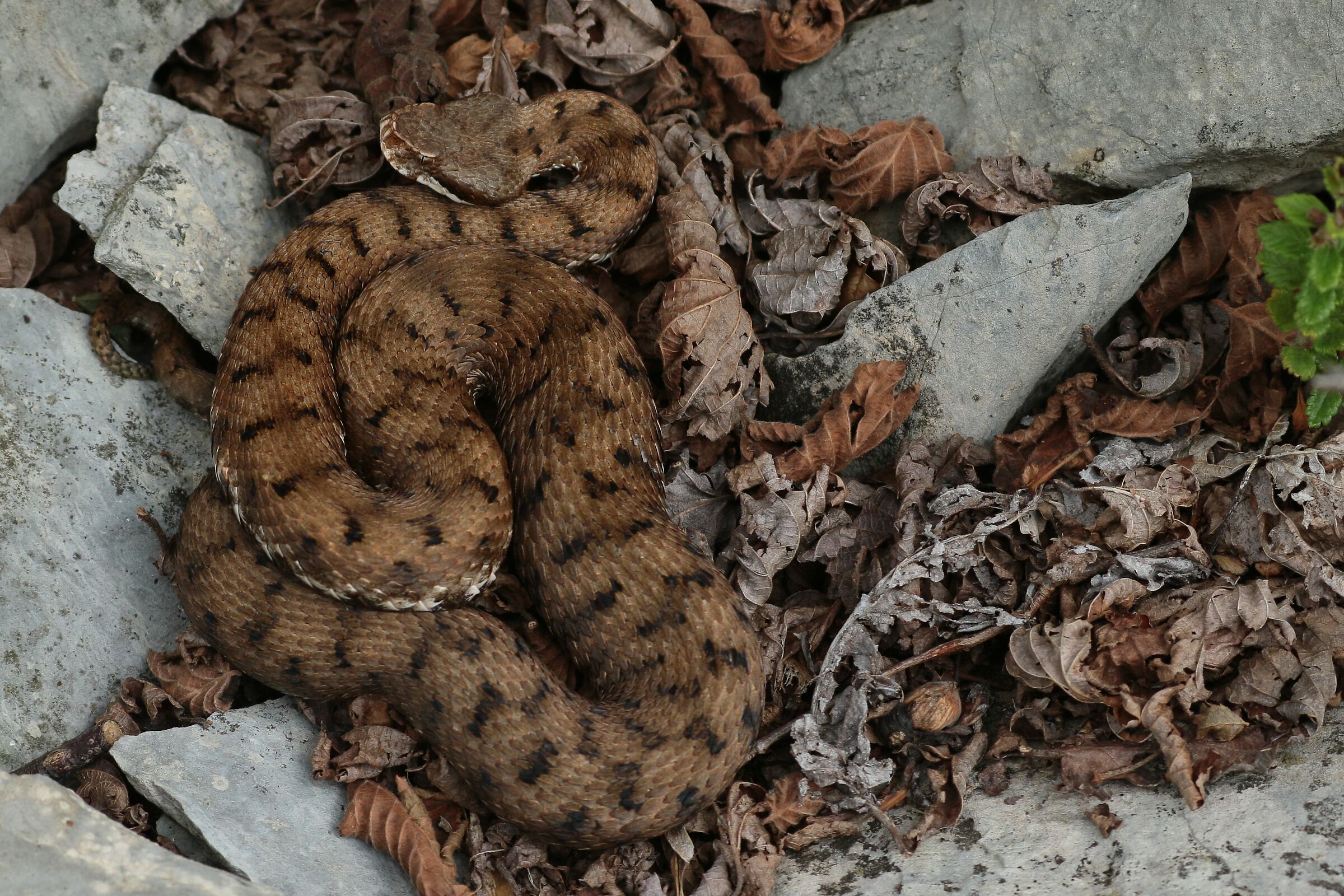 Femmina, 950m, Lombardia (Italia)