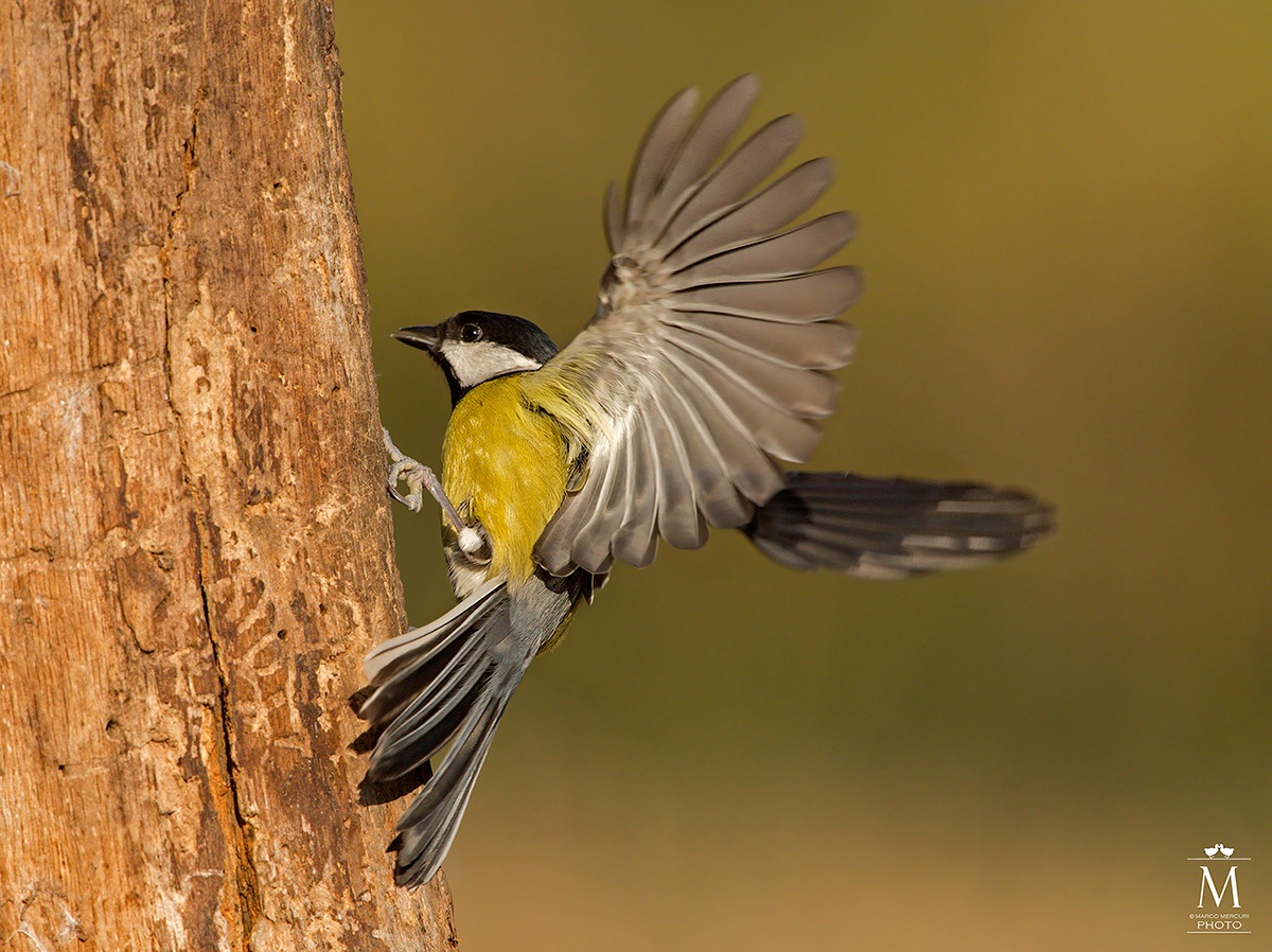 Great Tit