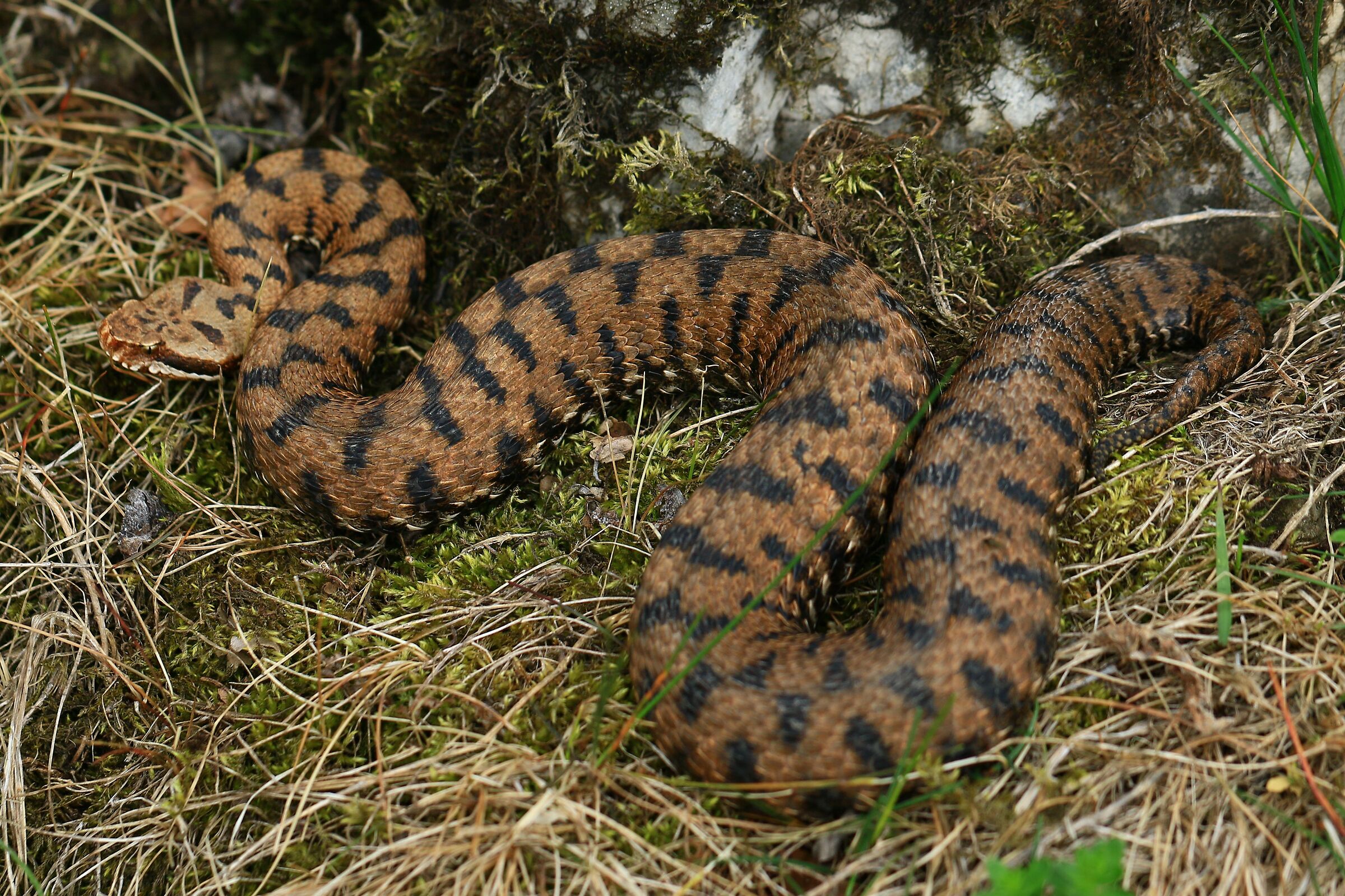 Femmina, 950m, Lombardia (Italia)