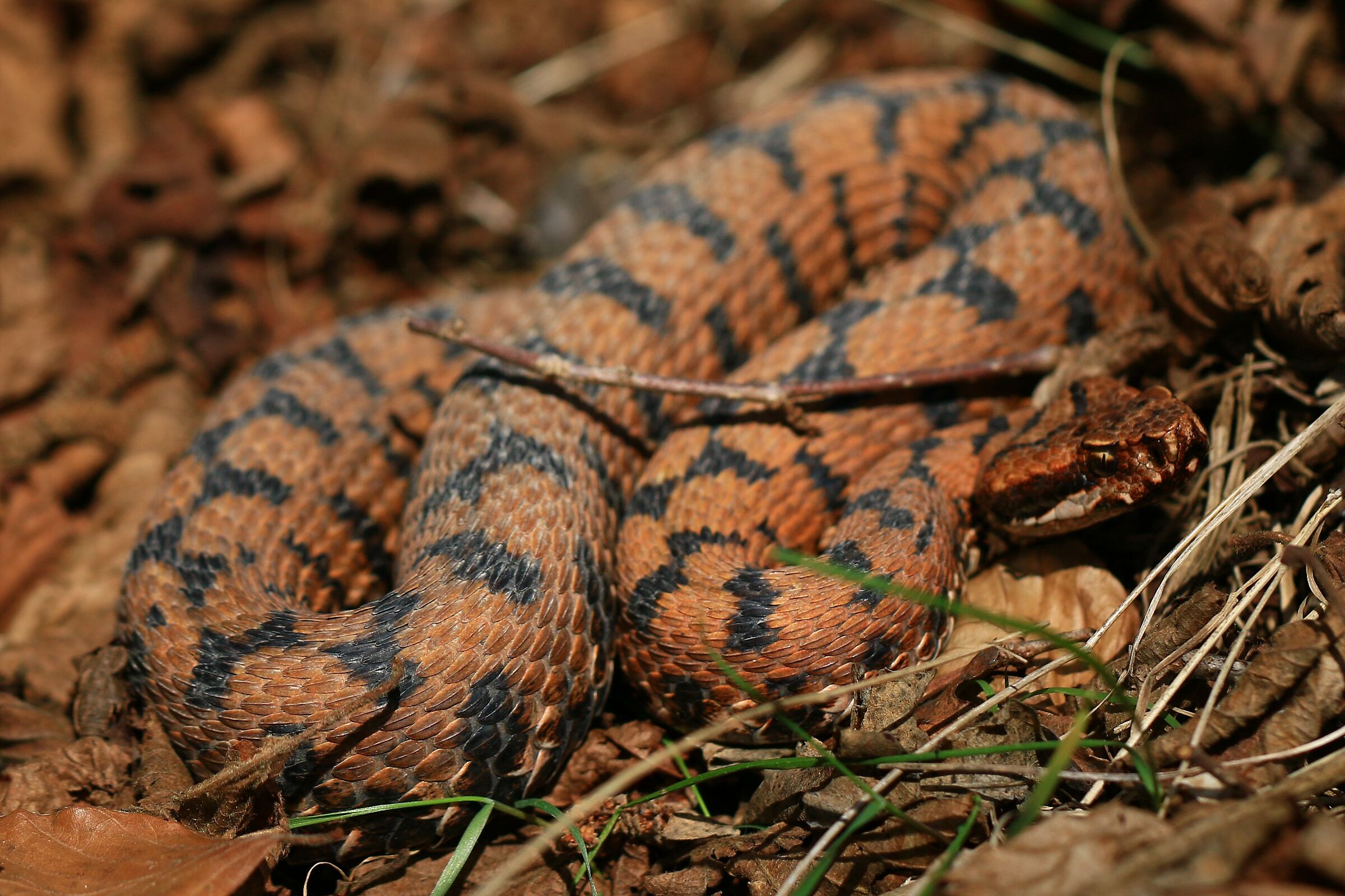 Maschio, 950m, Lombardia (Italia)