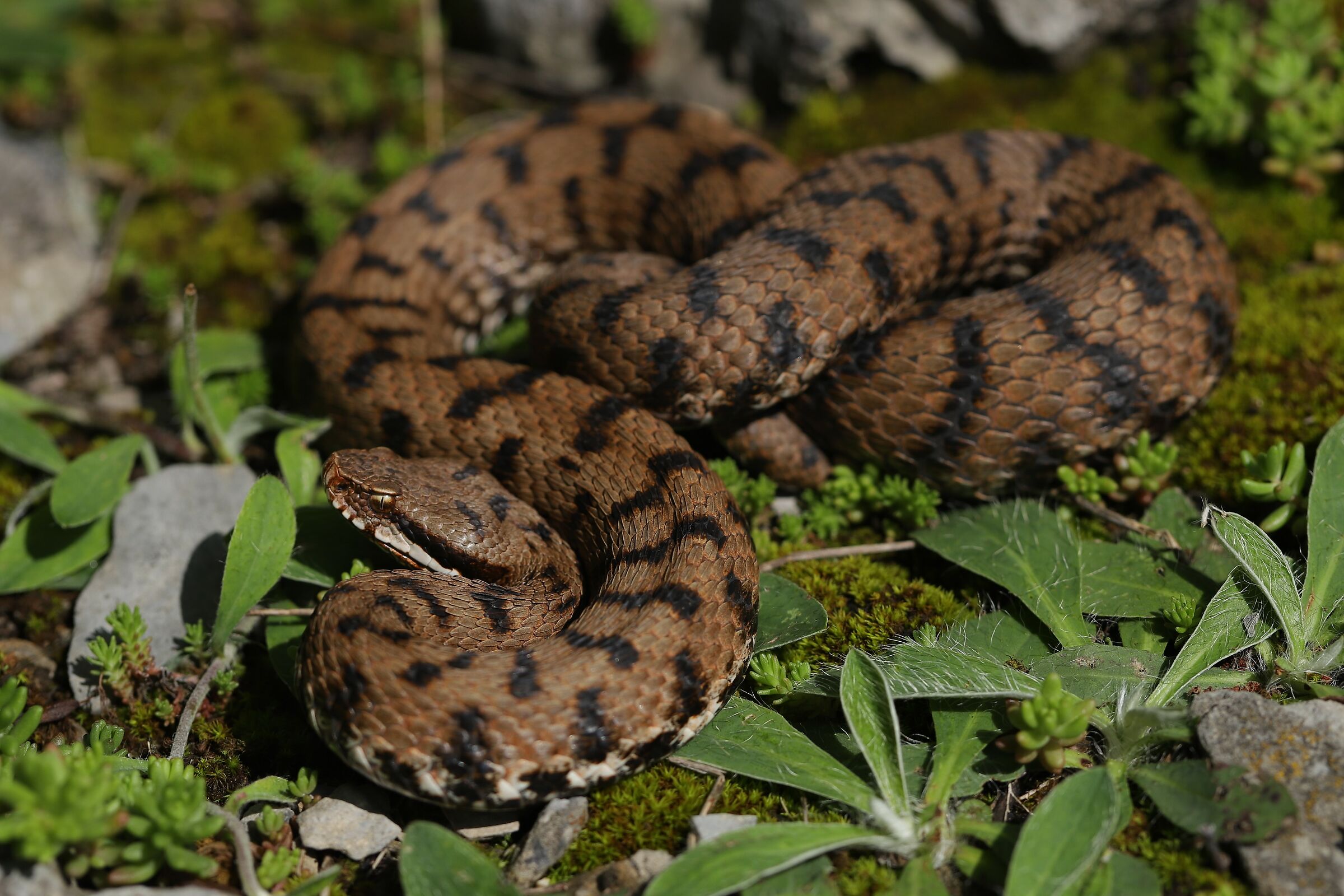 Femmina, 950m, Lombardia (Italia)