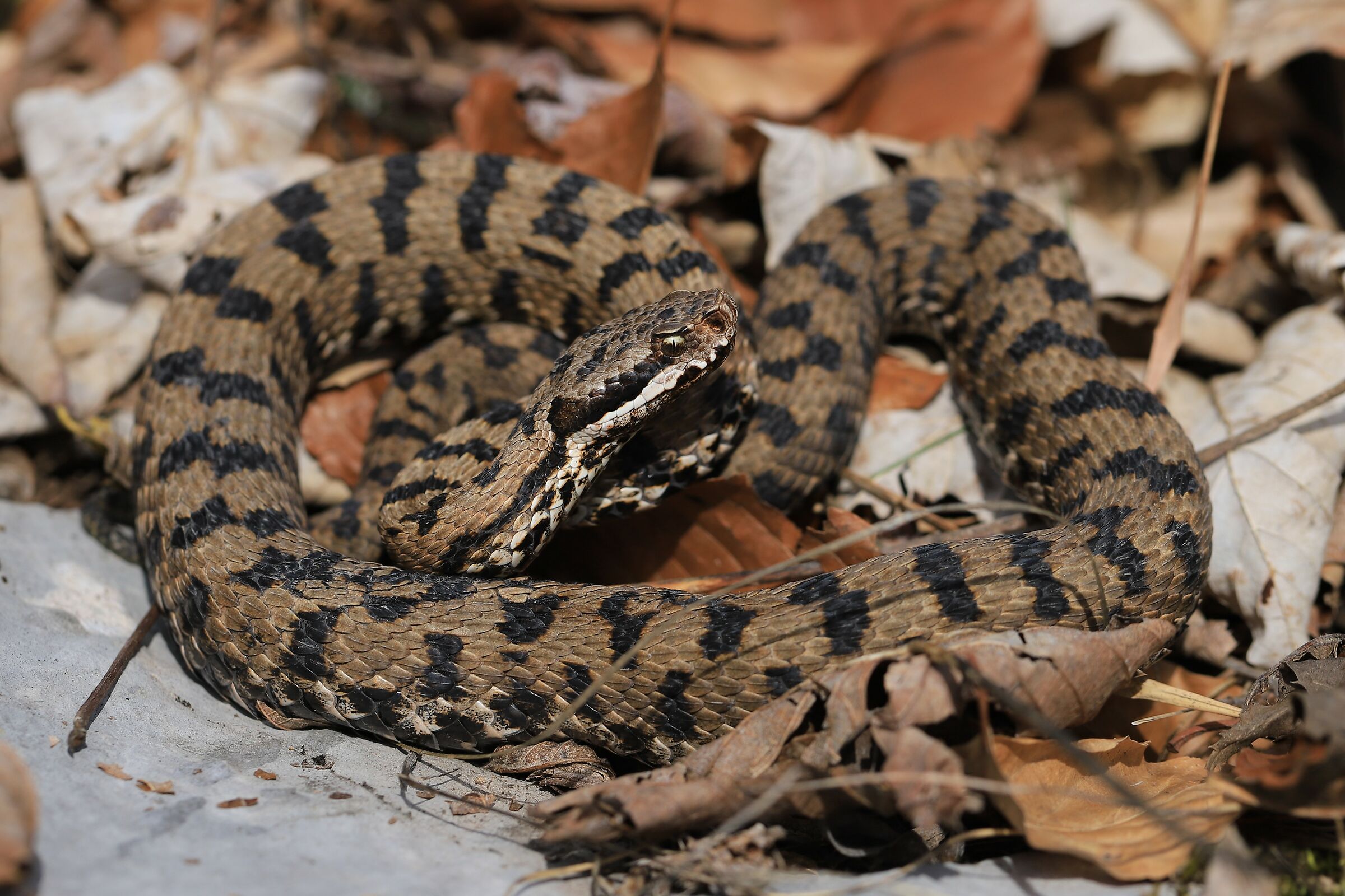 Maschio, 950m, Lombardia (Italia)