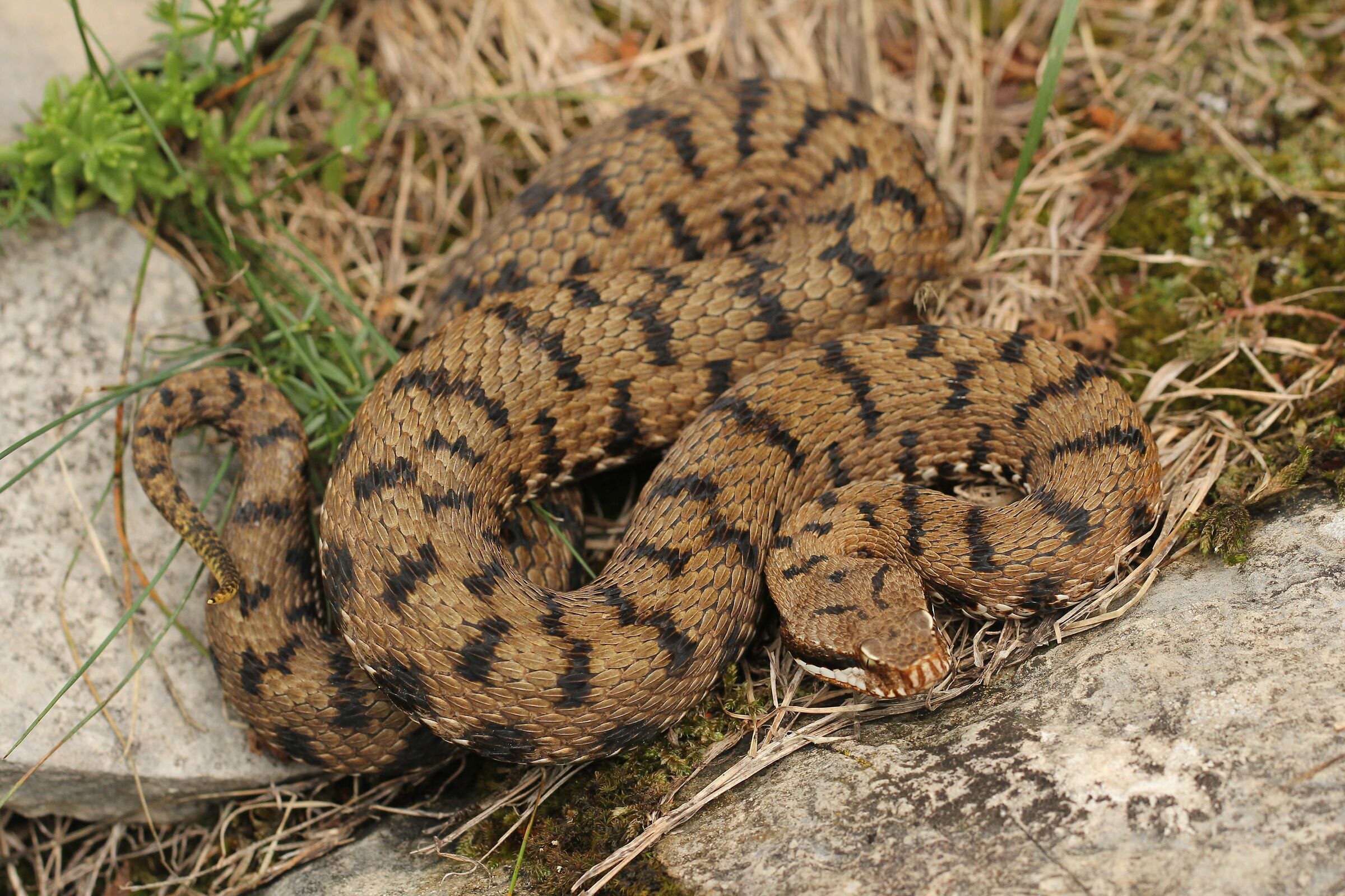 Femmina, 950m, Lombardia (Italia)