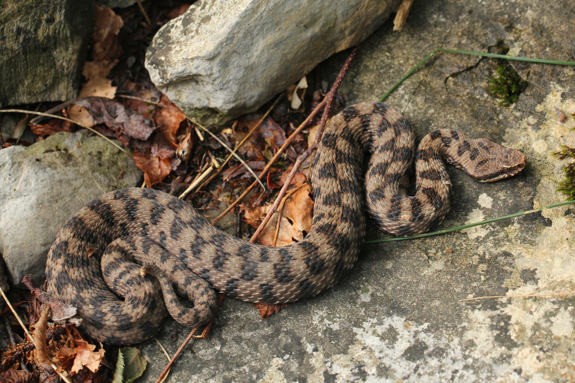 Femmina, 950m, Lombardia (Italia)