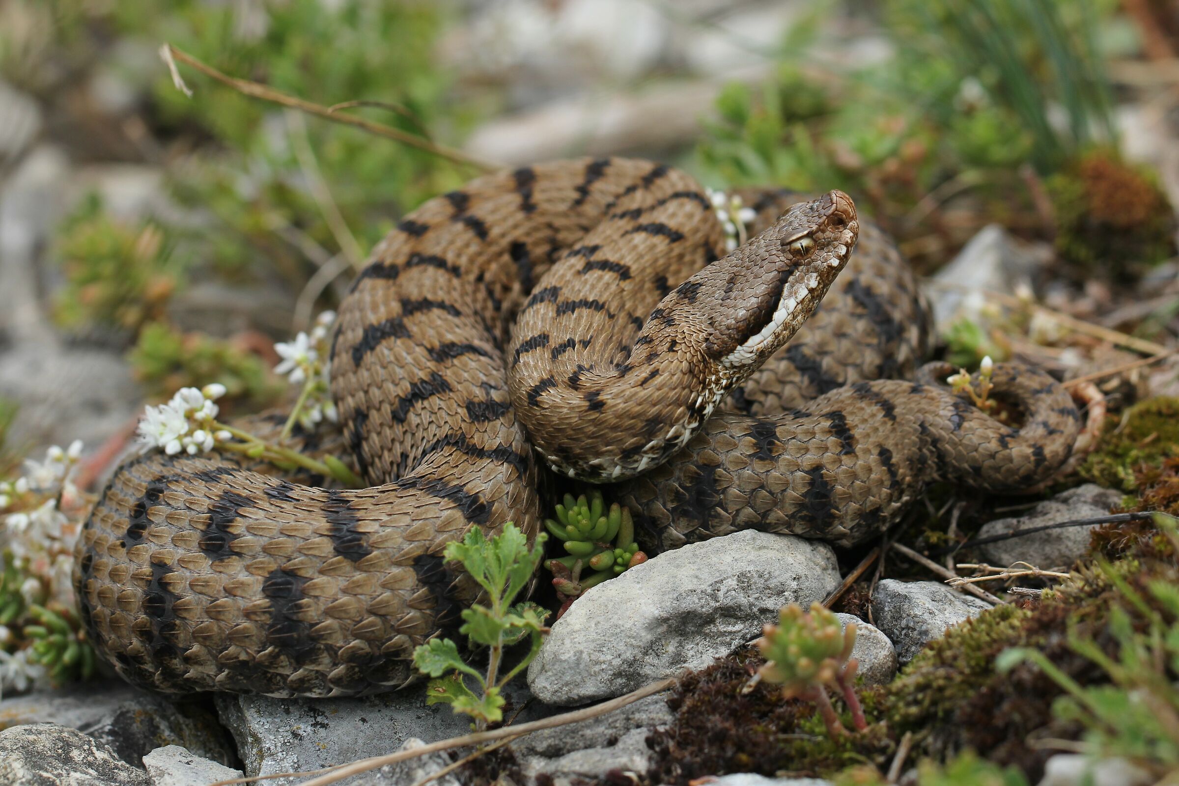 Femmina, 950m, Lombardia (Italia)