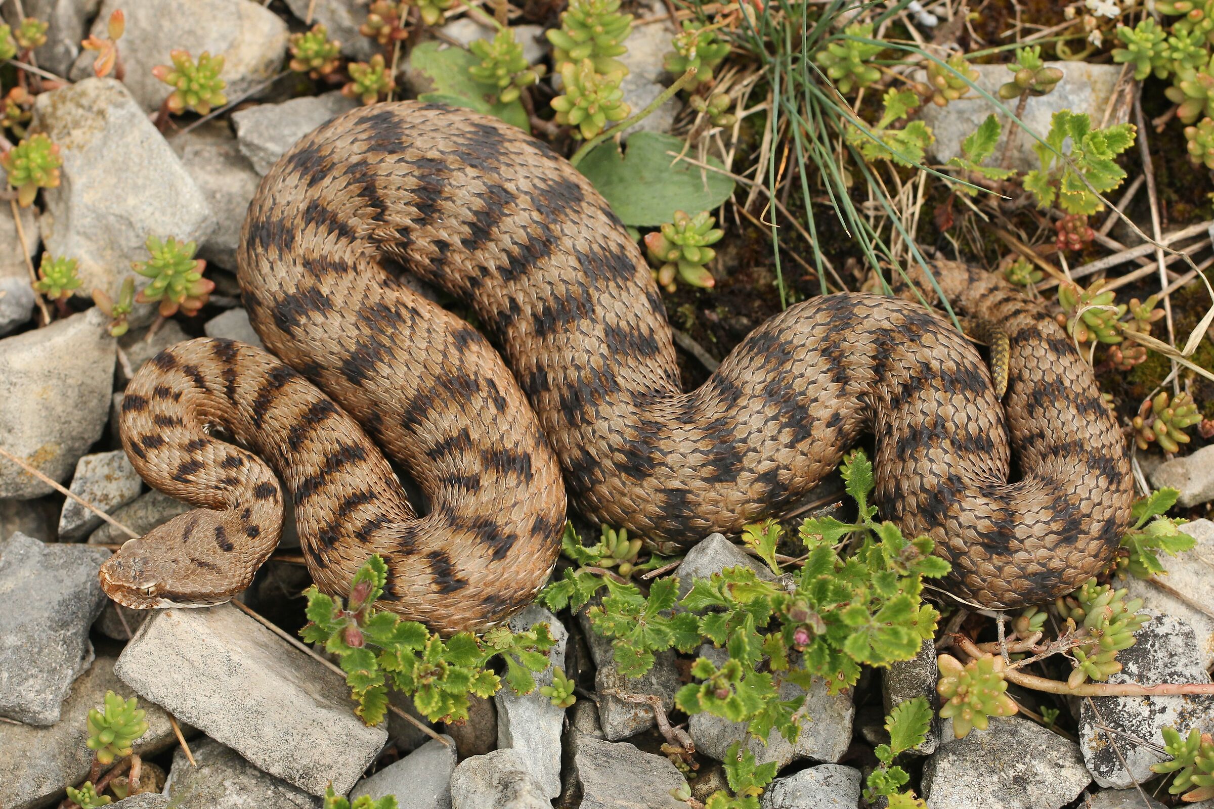 Femmina, 950m, Lombardia (Italia)