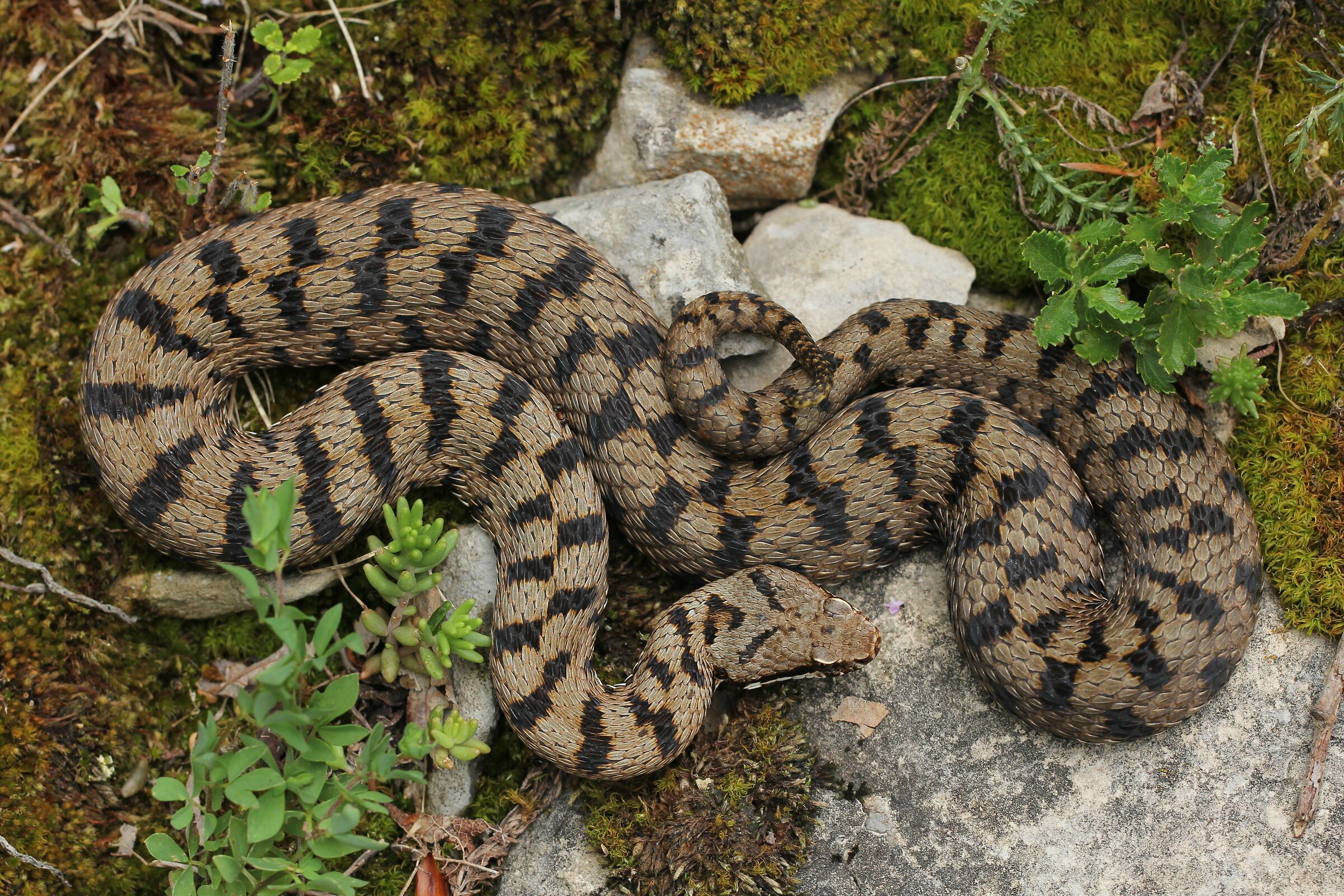 Maschio, 950m, Lombardia (Italia)