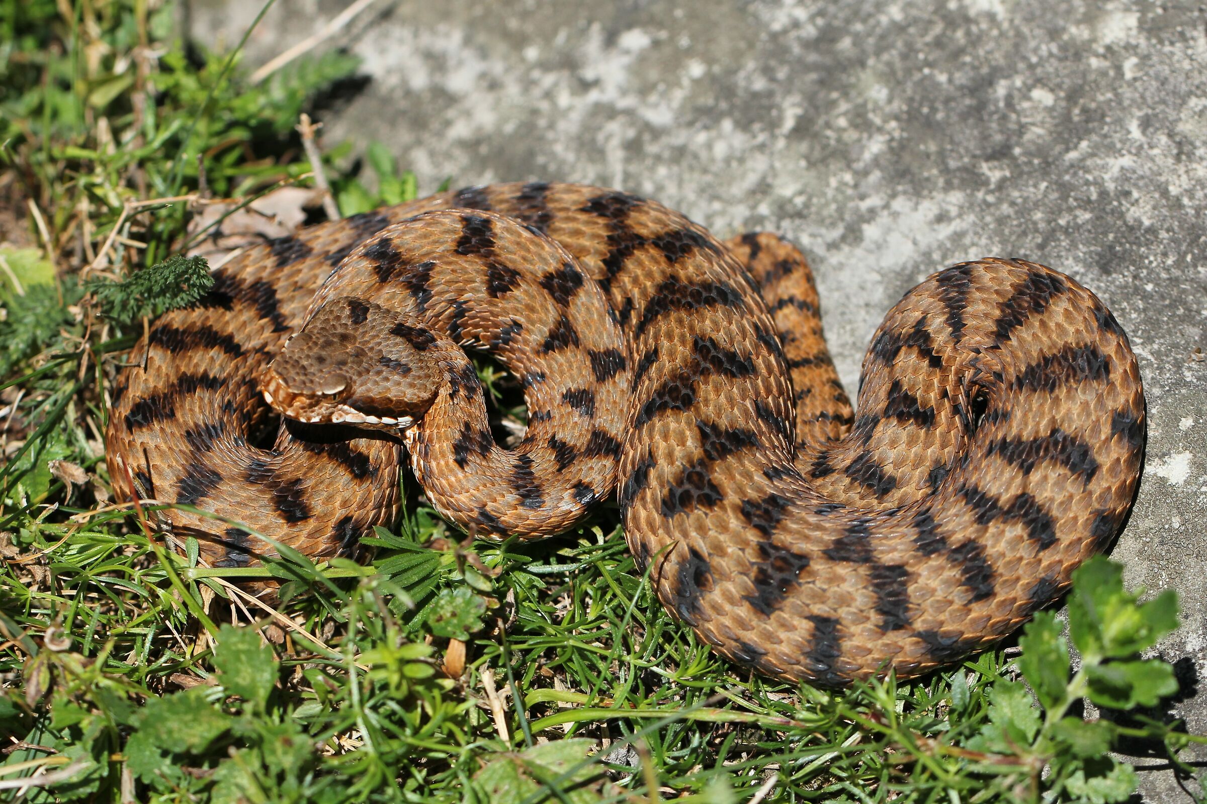 Femmina, 950m, Lombardia (Italia)