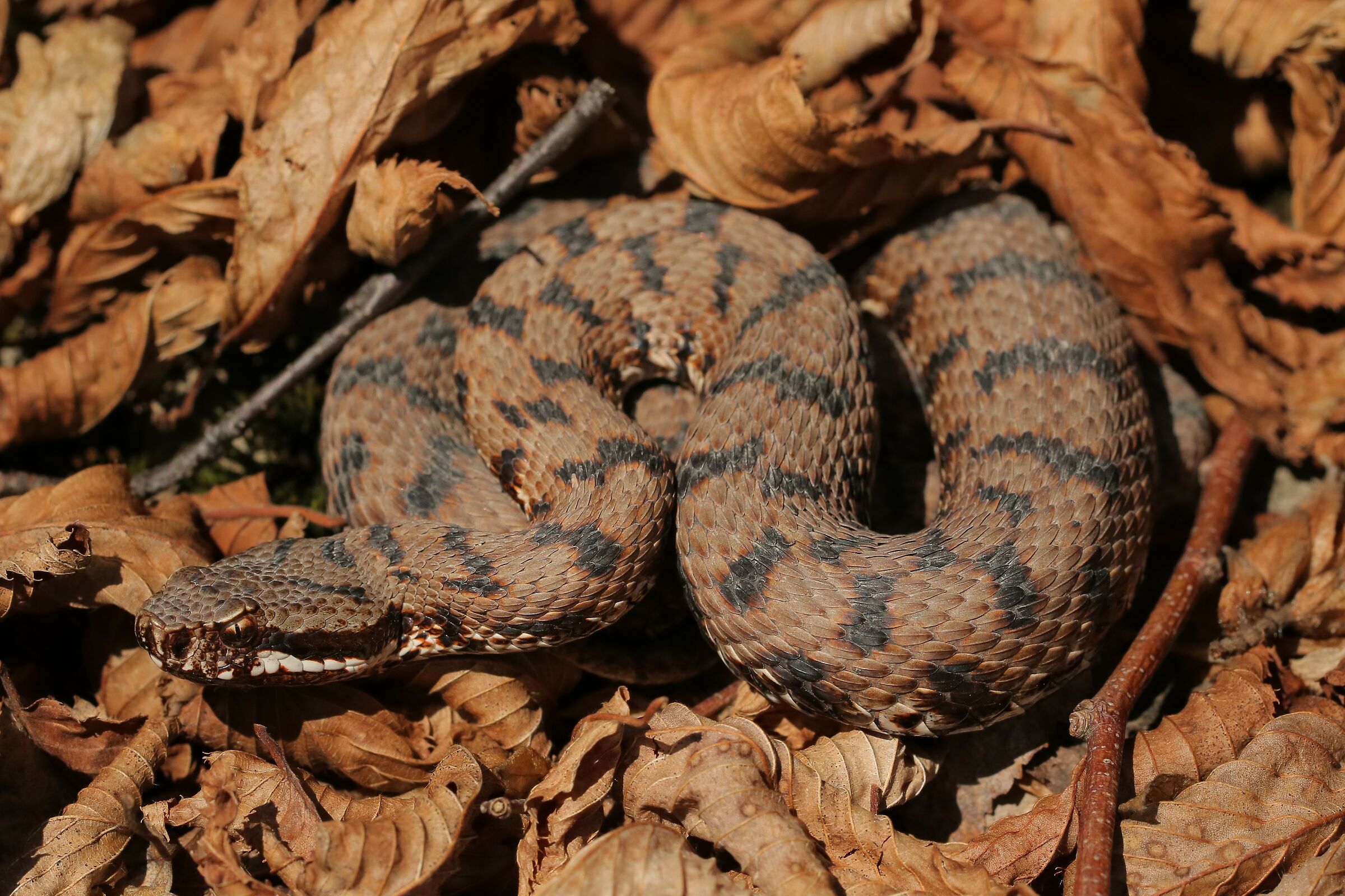 Maschio, 950m, Lombardia (Italia)
