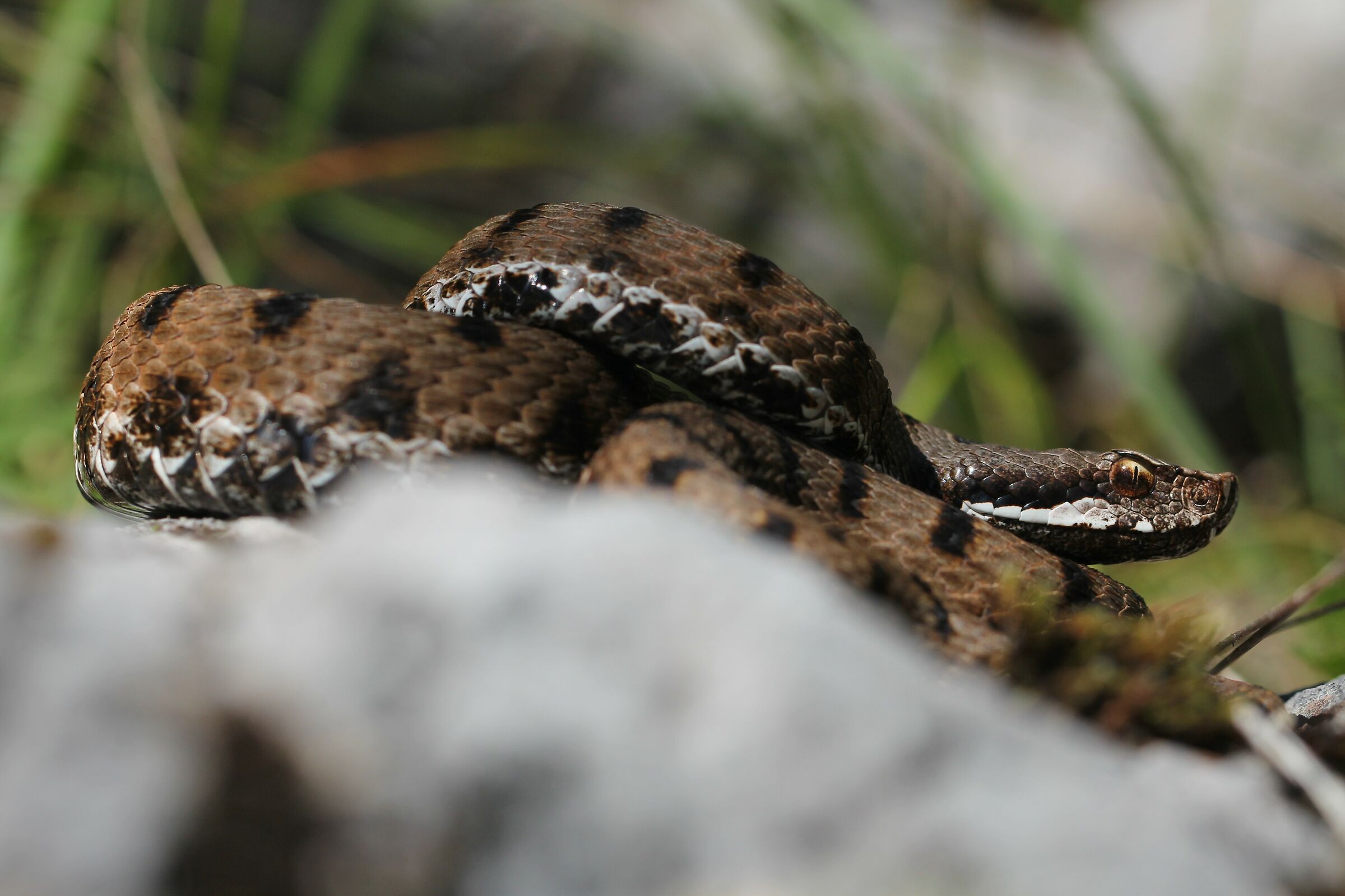 Femmina, 850m, Friuli Venezia Giulia (Italia)