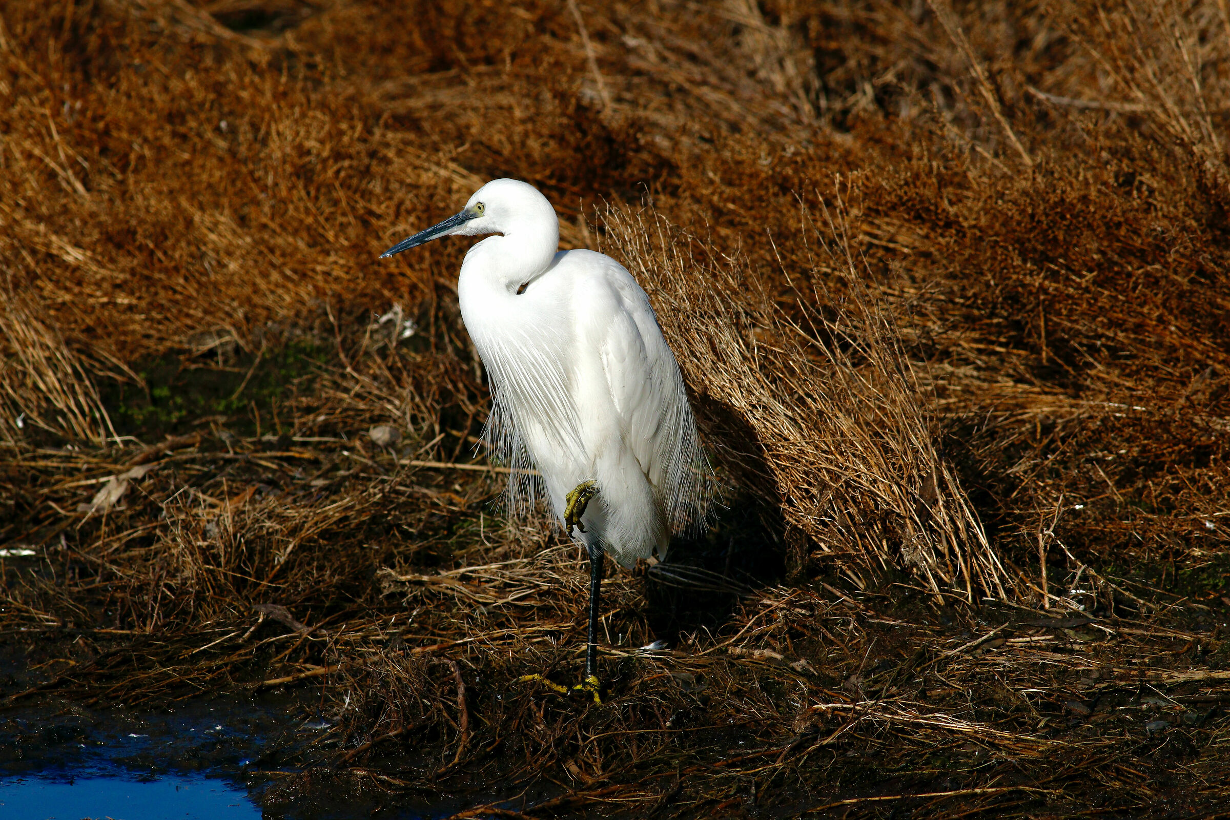 egretta garzetta