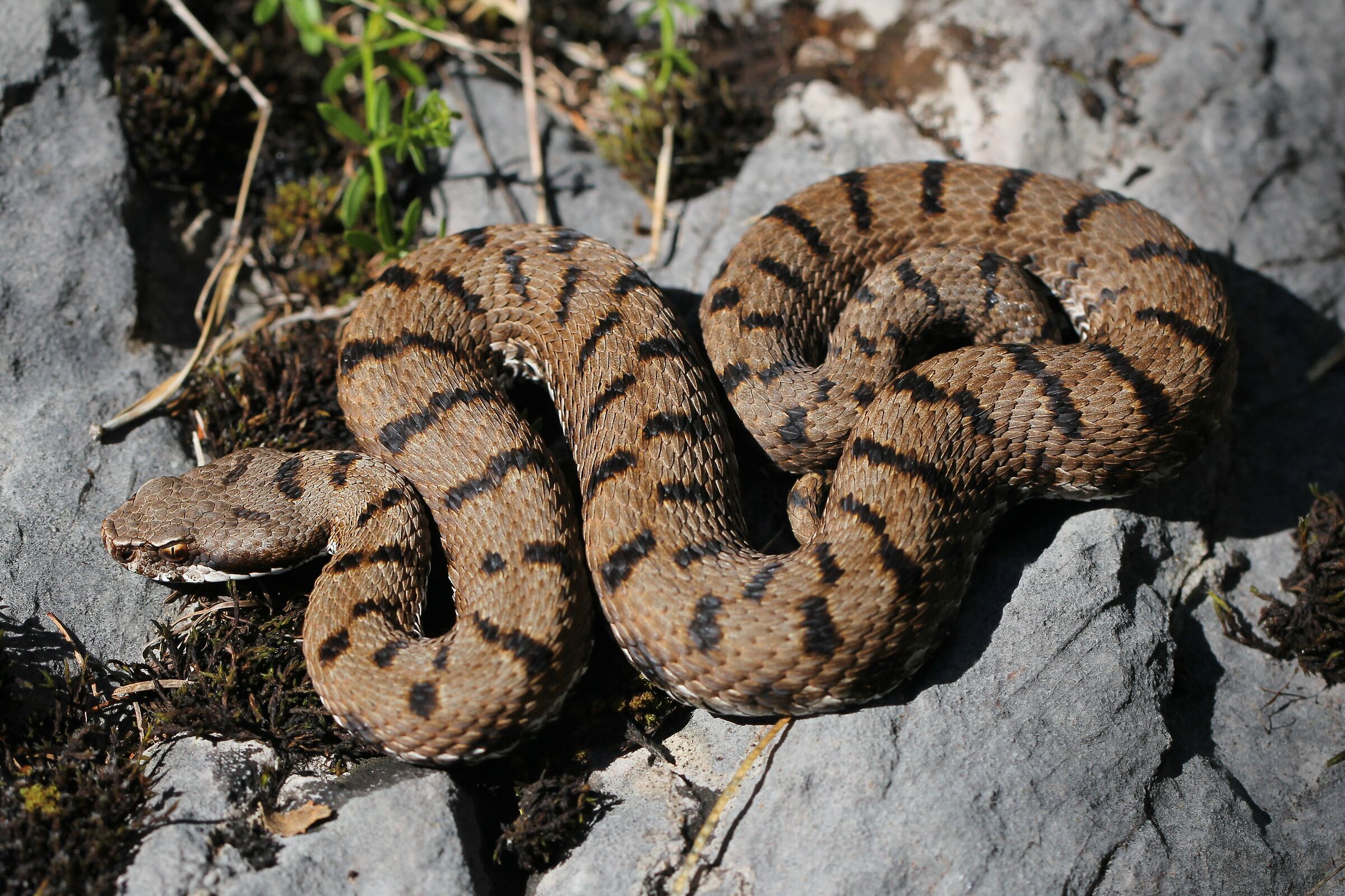 Femmina, 850m, Friuli Venezia Giulia (Italia)