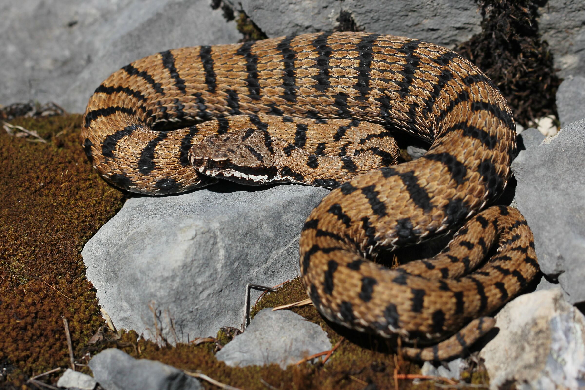 Maschio, 850m, Friuli Venezia Giulia (Italia)