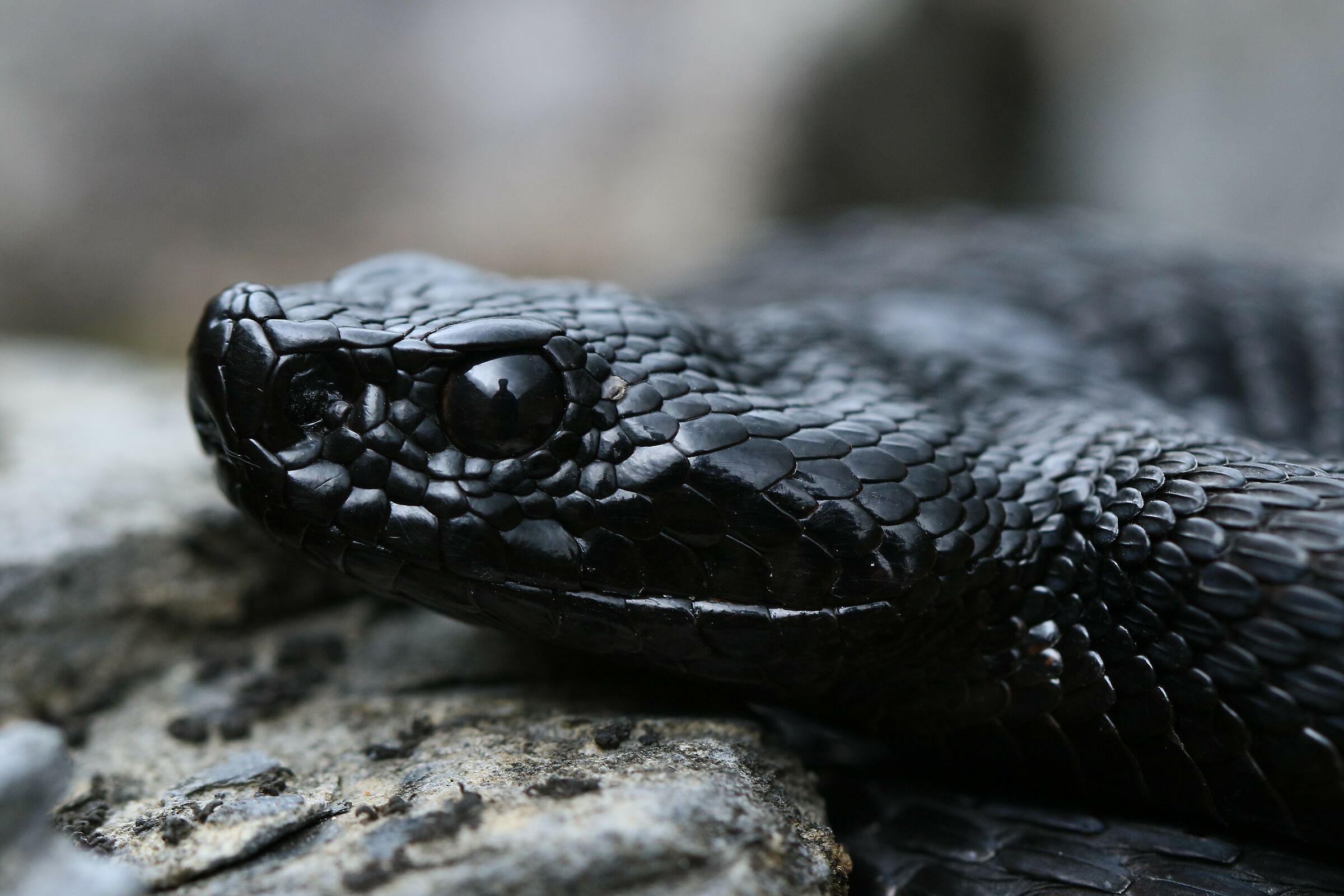 Vipera aspis aspis from atra (Maschio)