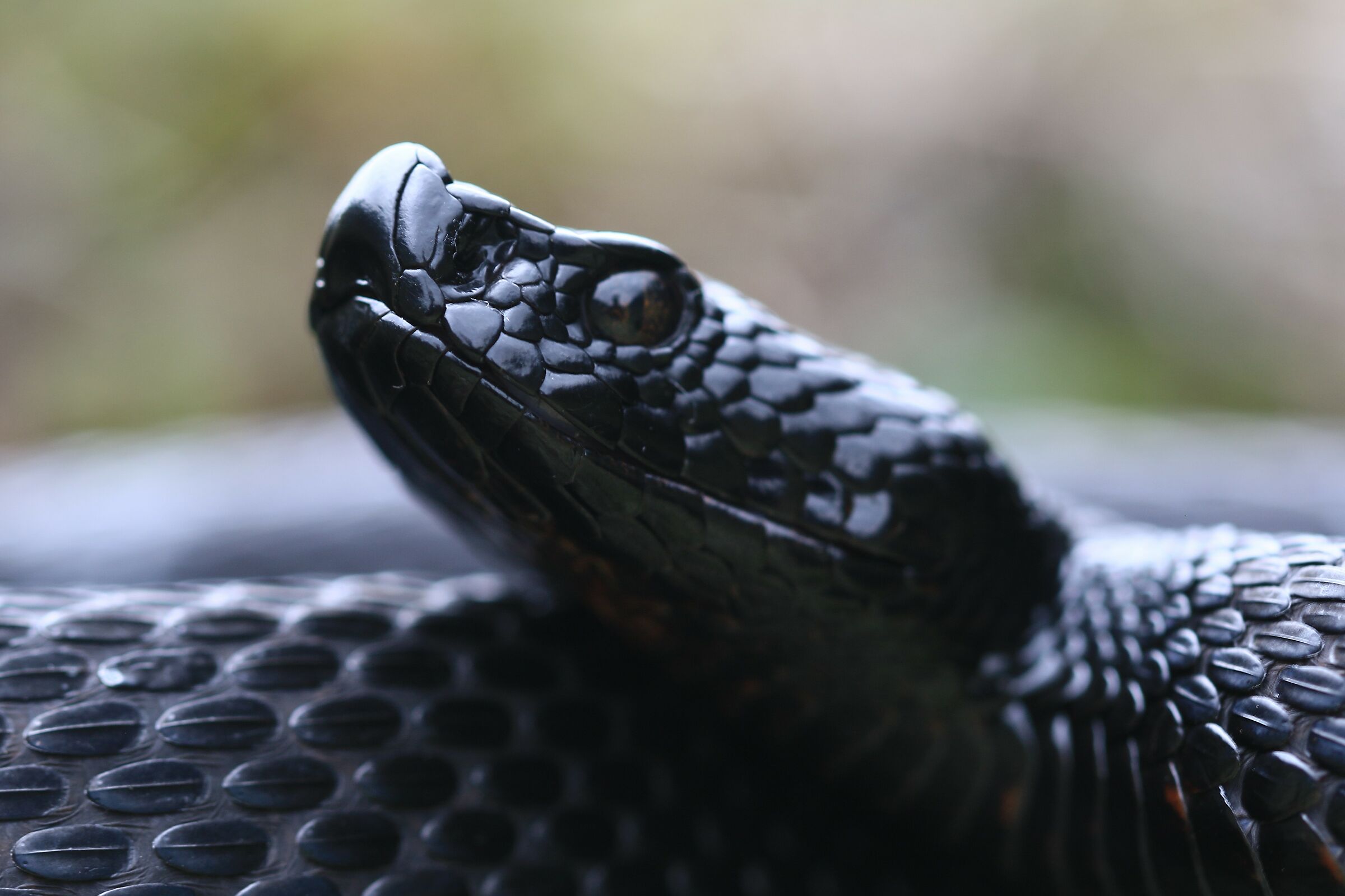 Vipera aspis aspis from atra (Maschio)
