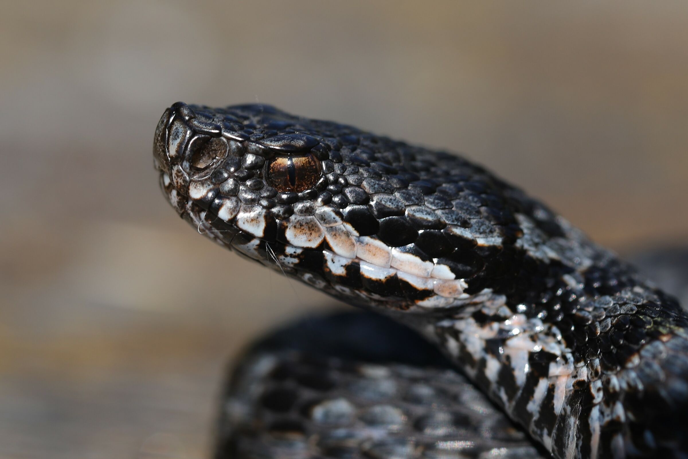 Vipera aspis aspis from atra (Maschio)