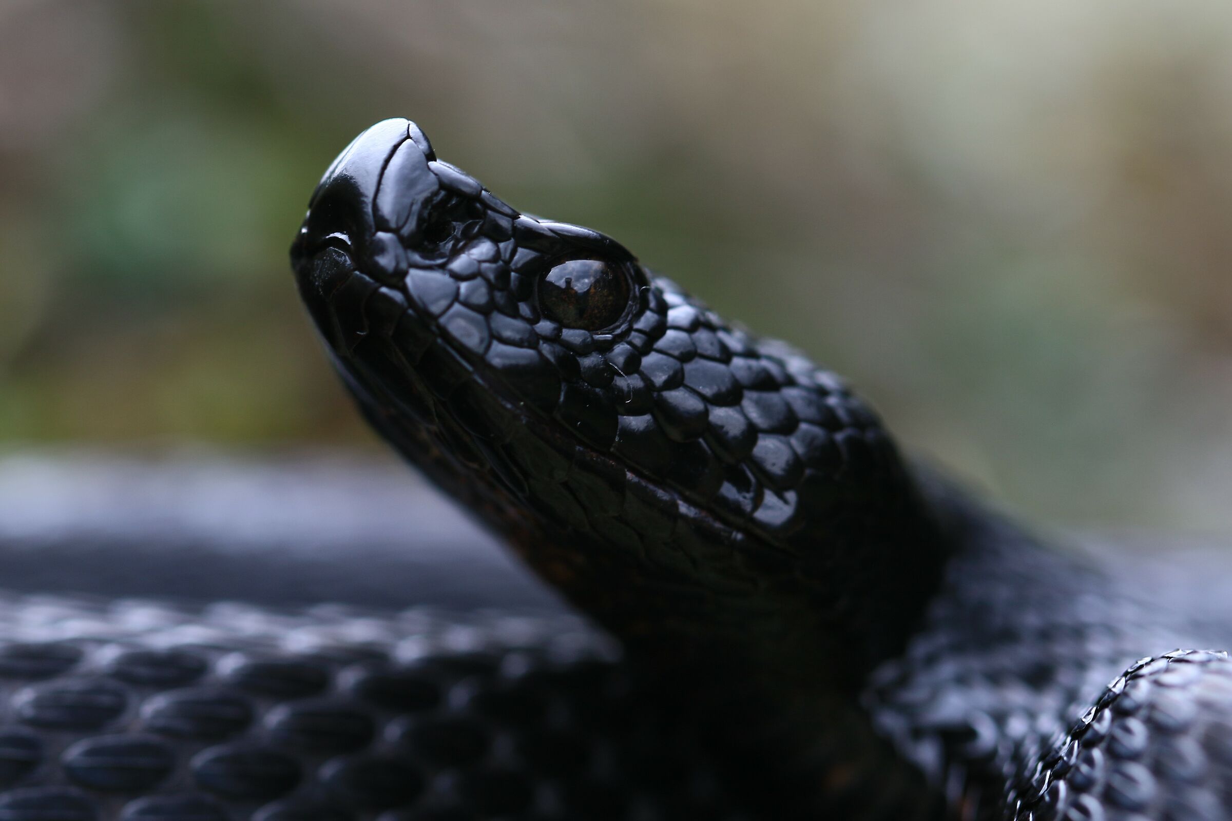 Vipera aspis aspis from atra (Maschio)