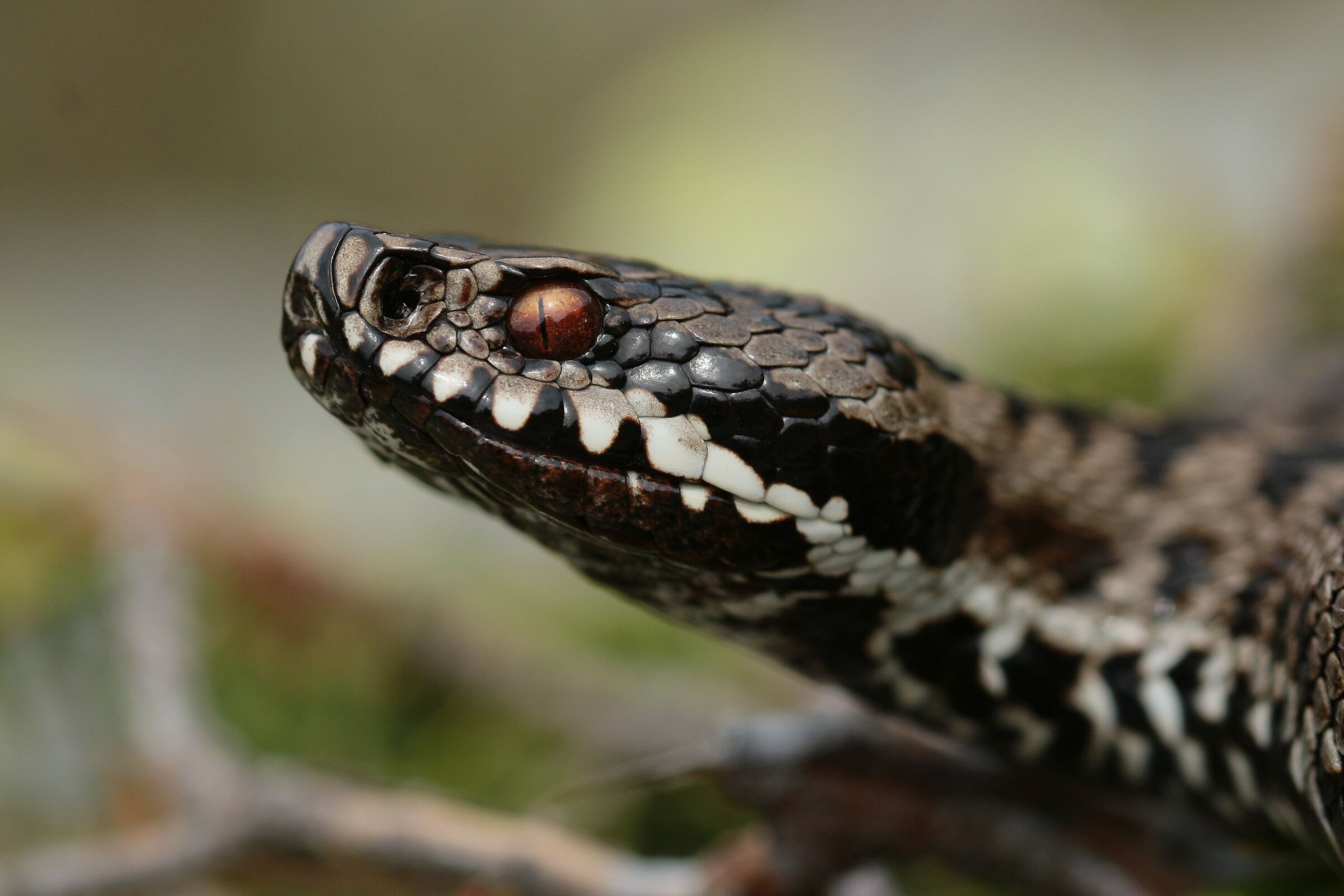 Vipera berus berus (Maschio)