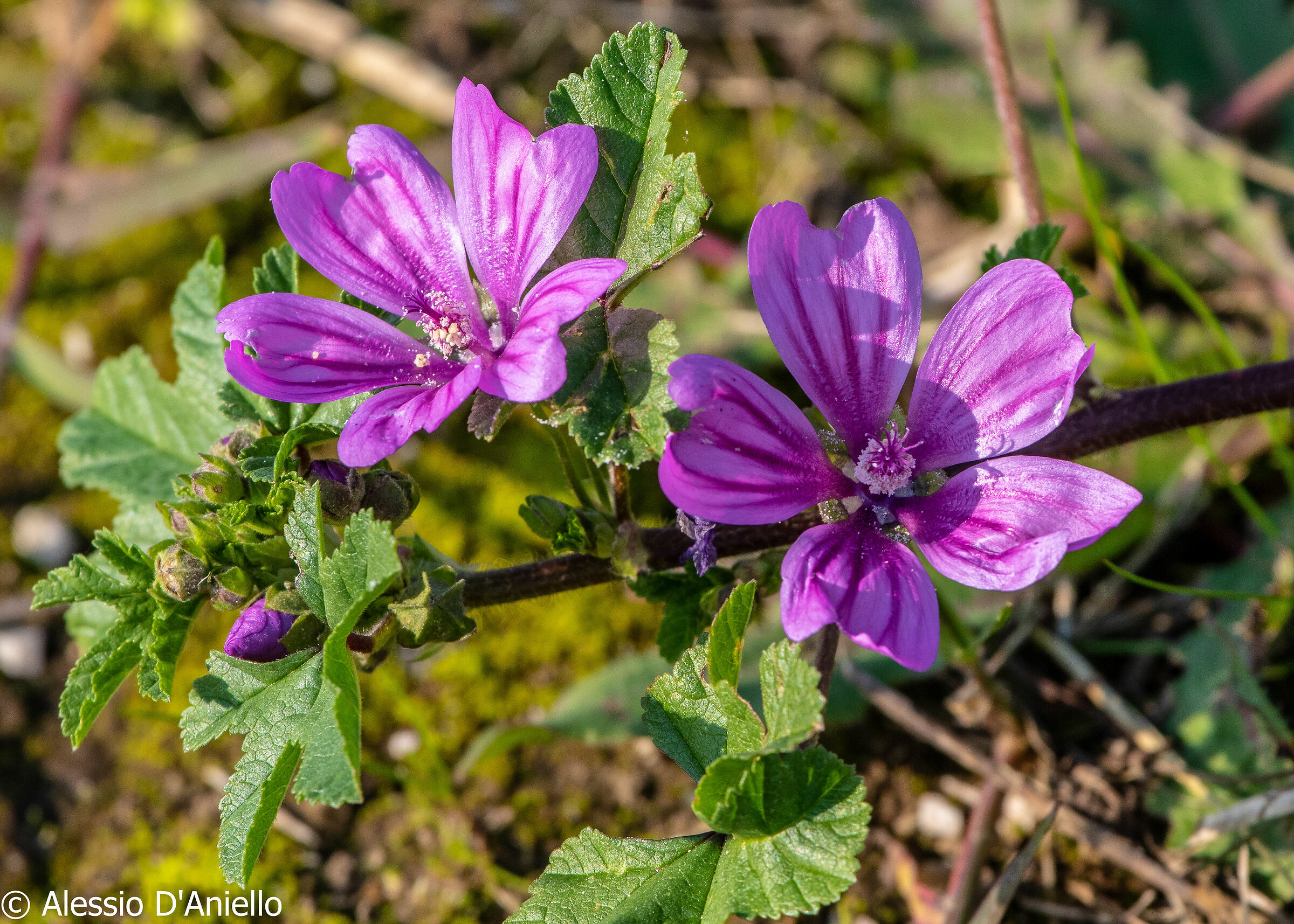 Malva Sylvestris