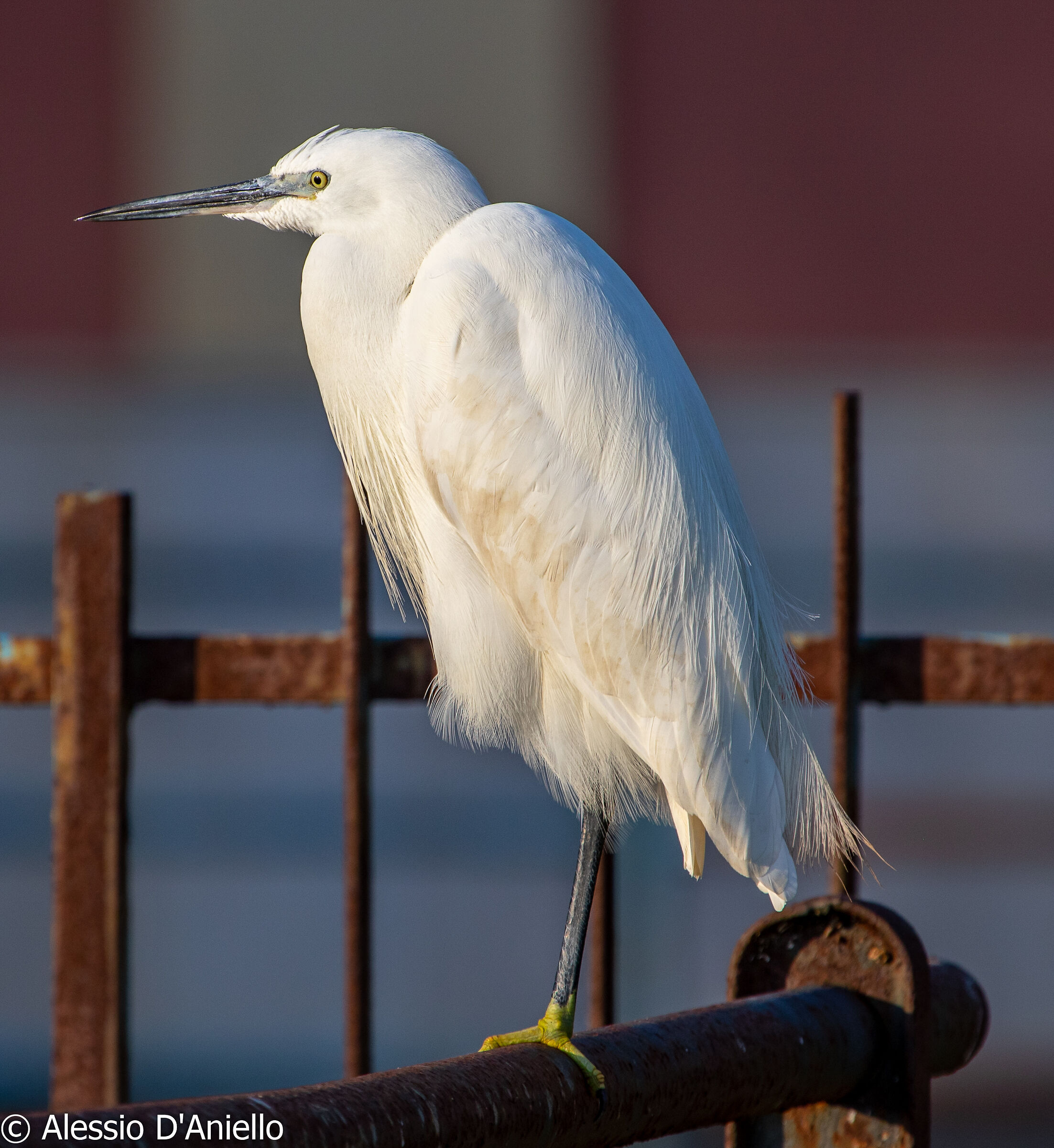 Egretta Garzetta