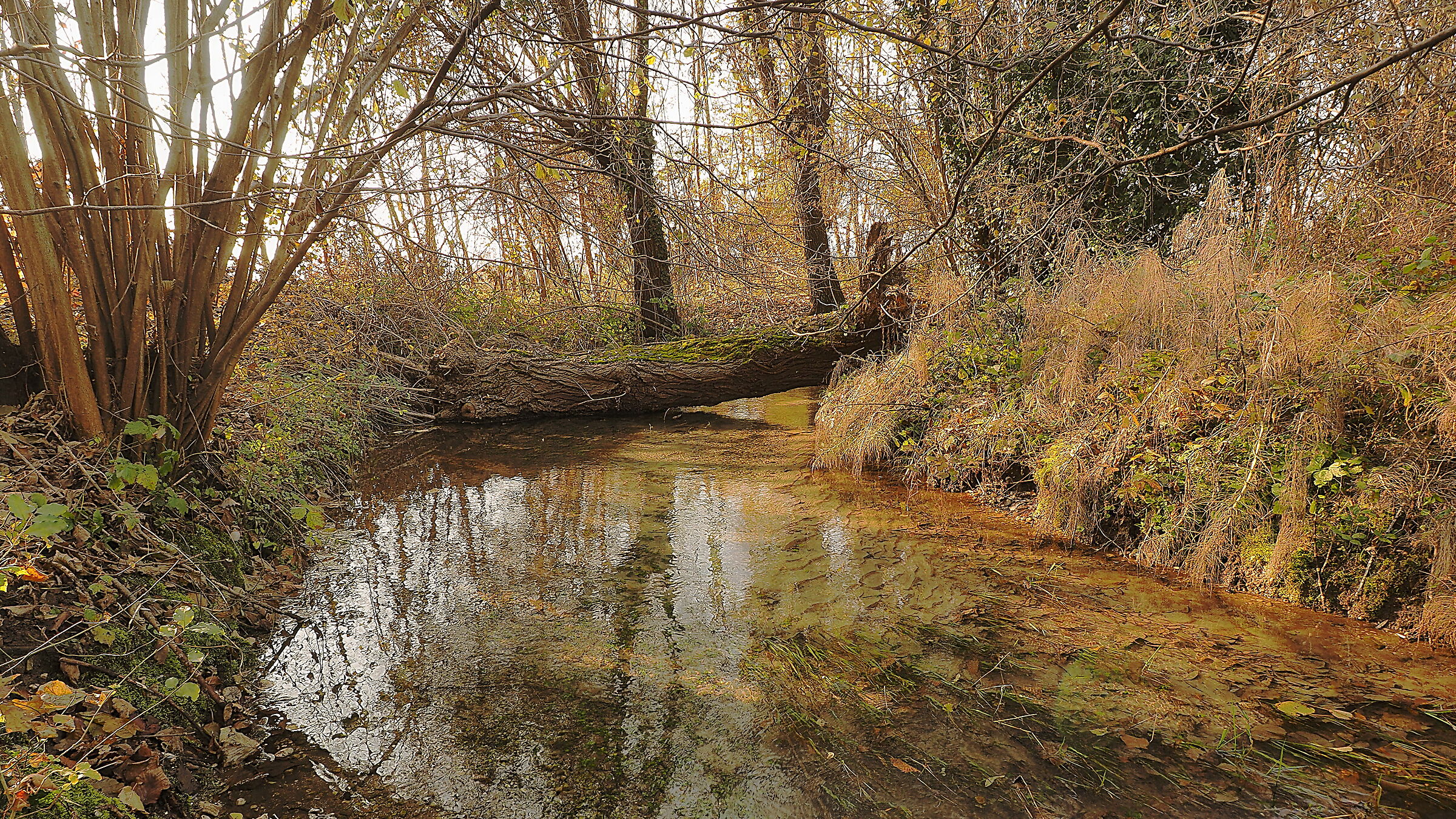 All in perfect natural balance