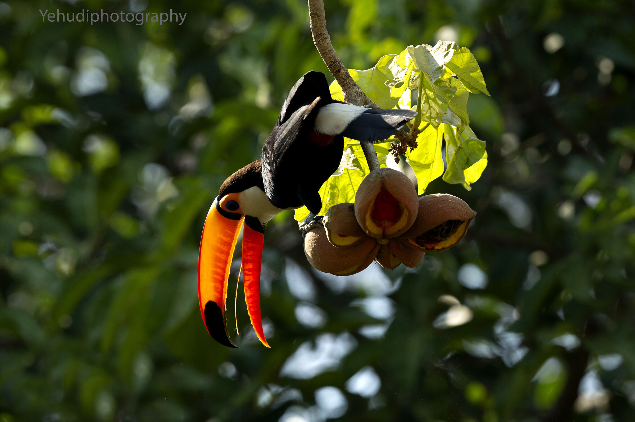 Il famoso Toucan