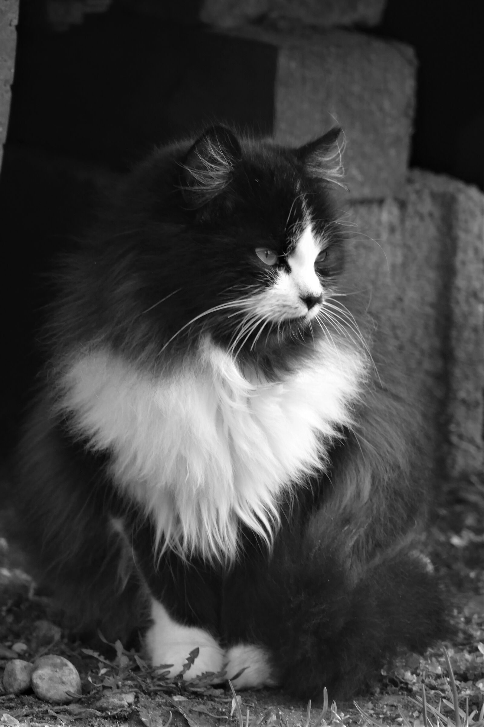 the cat who stole Santa's beard