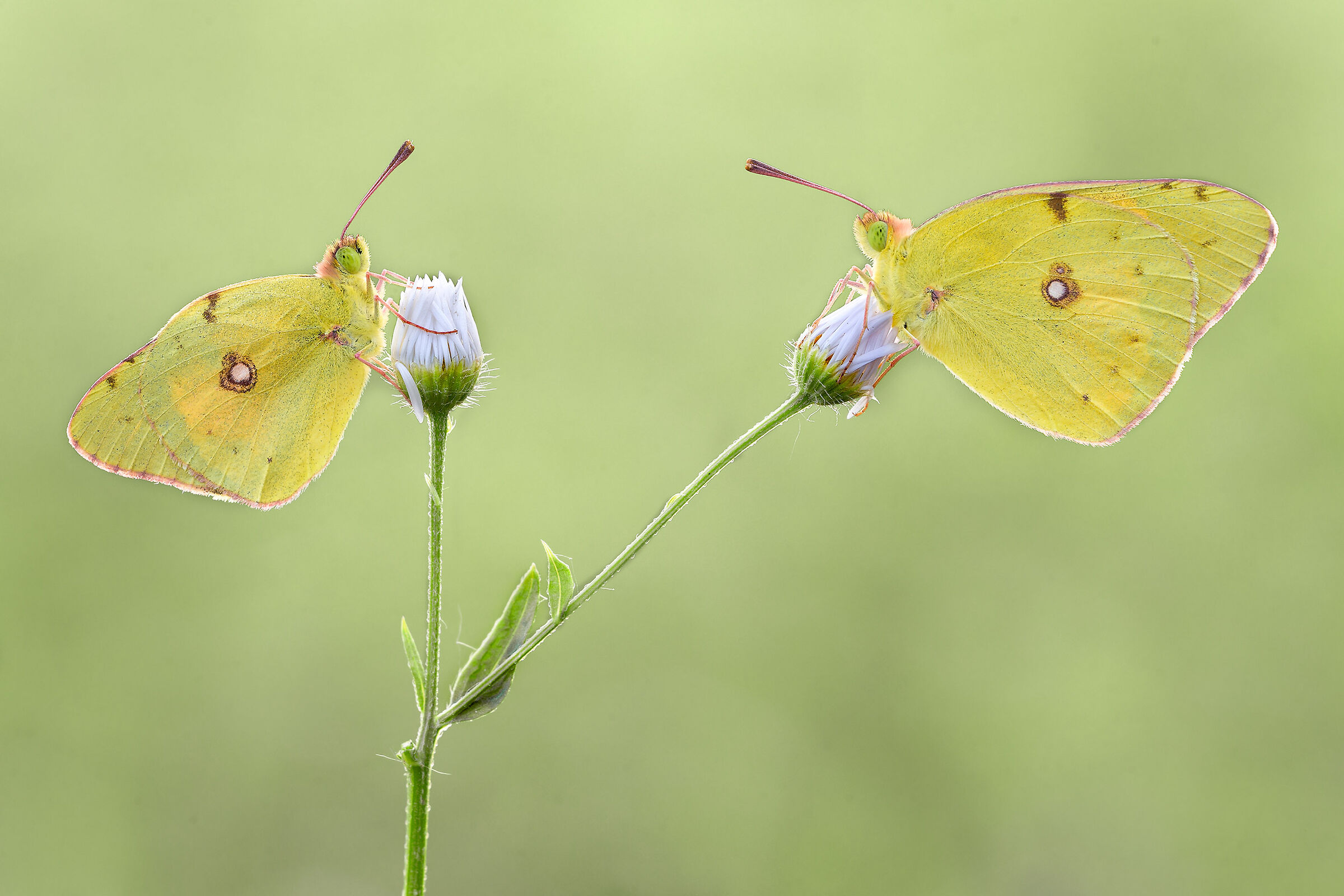 Coppia di Colias crocea