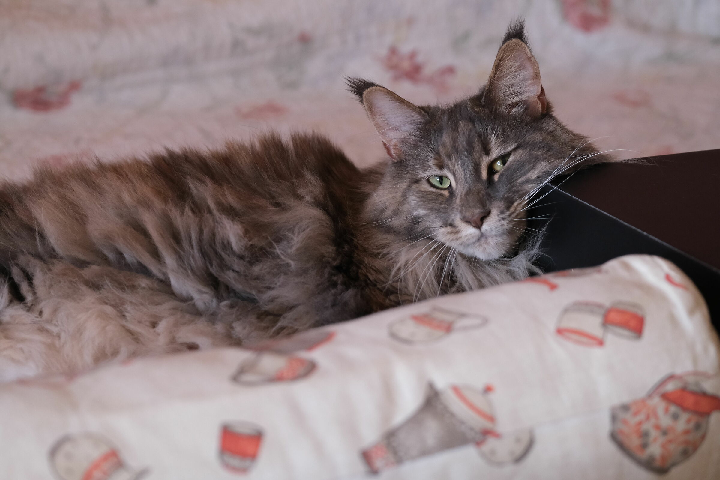 Comodamente Rilassata