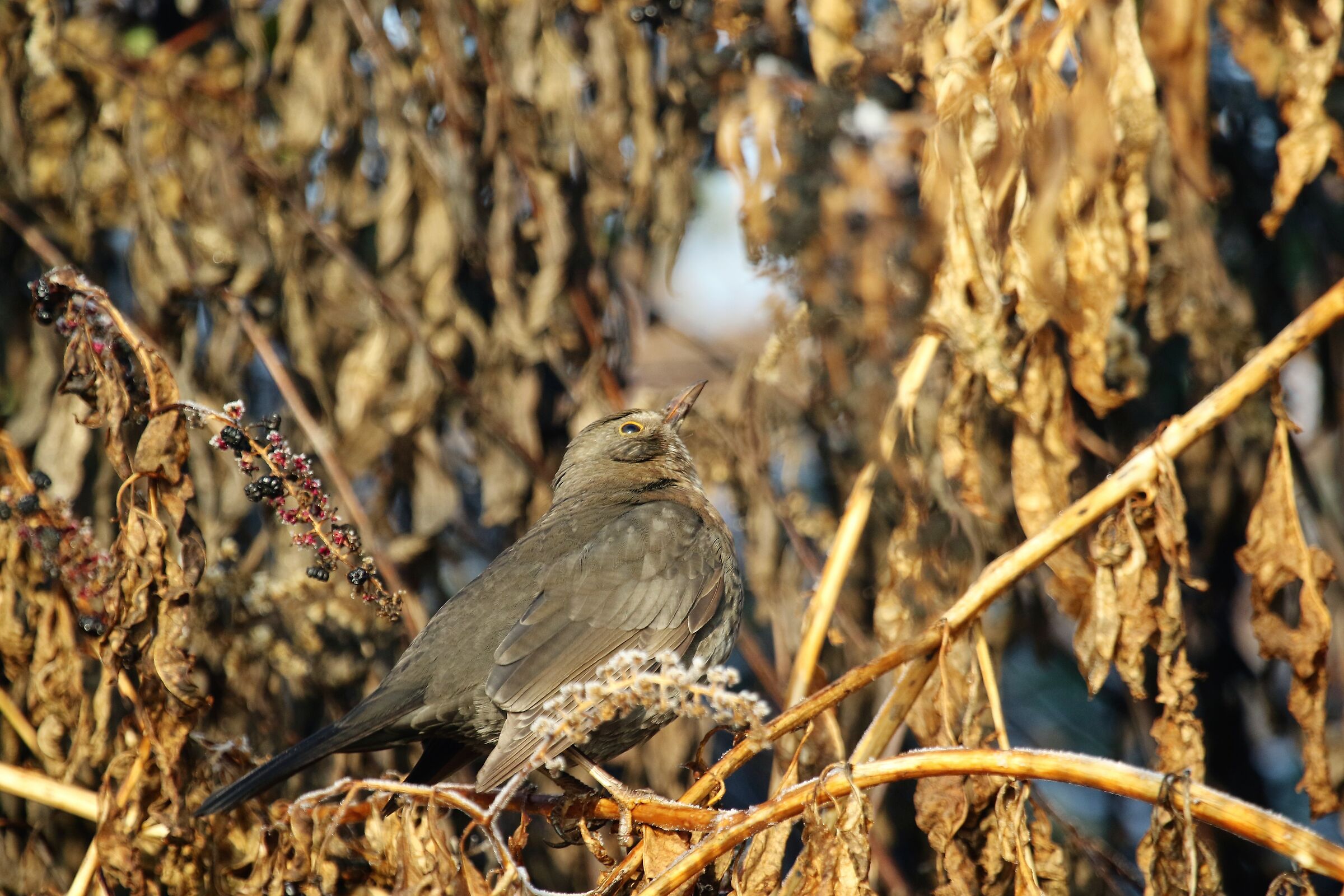 blackmeal female oasis bass-como
