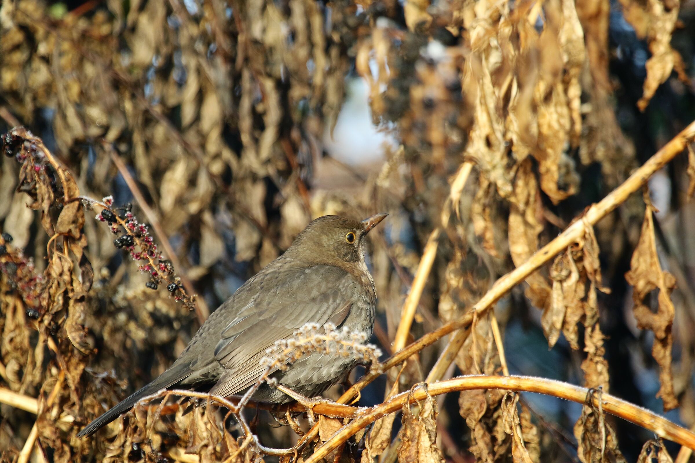 blackmeal female oasis bass-como