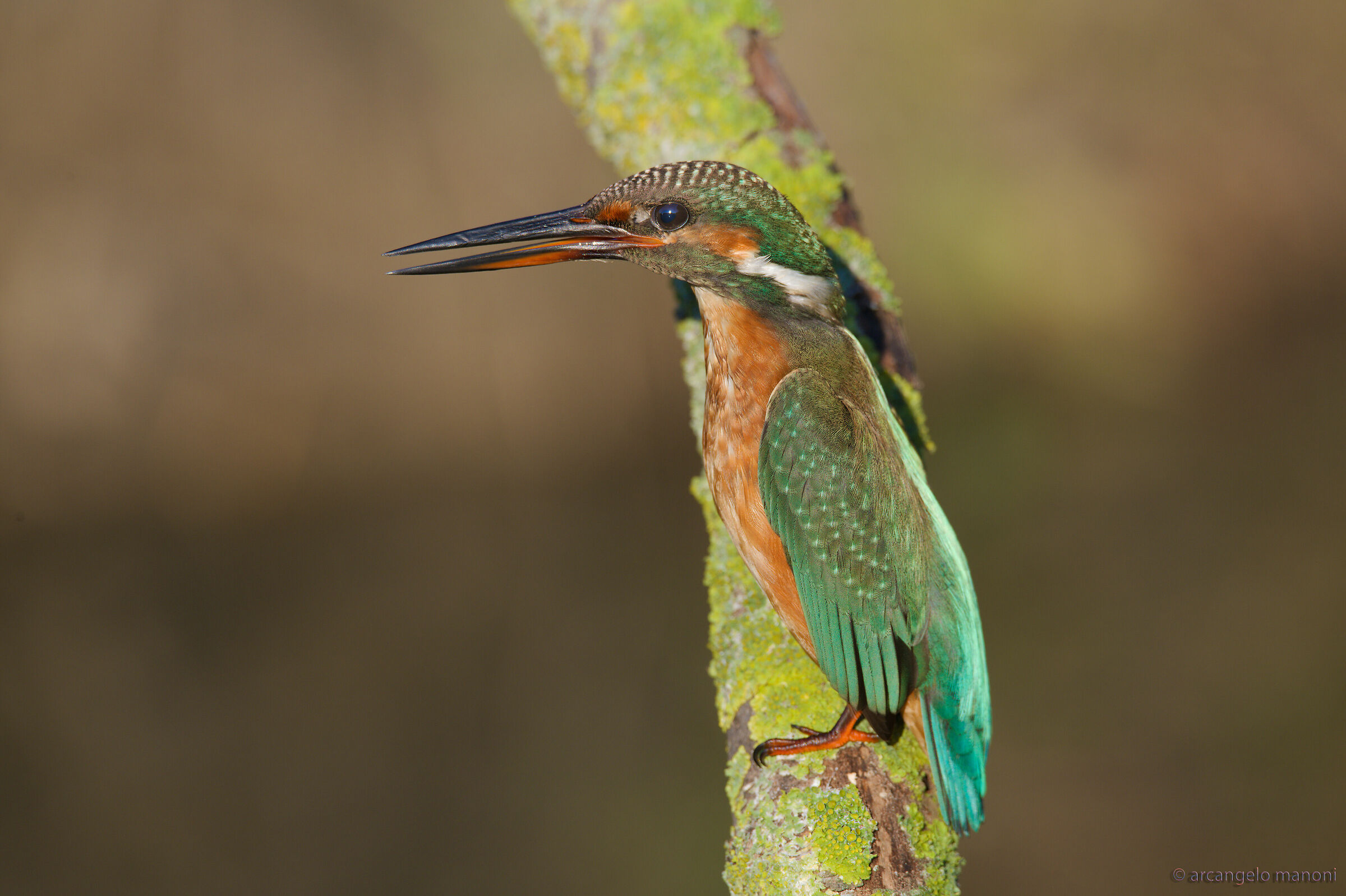 The Call of the Martina