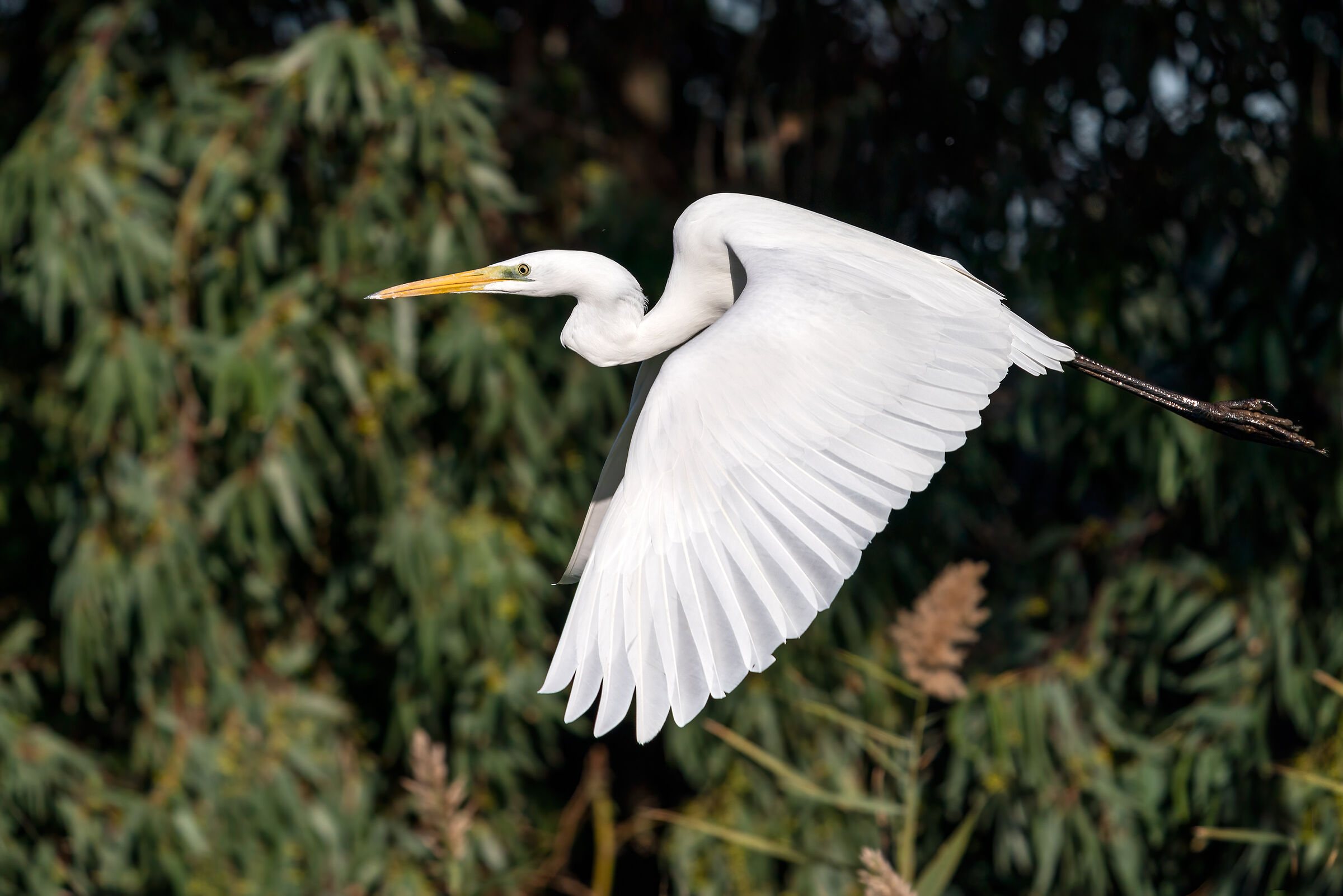 Greater white heron