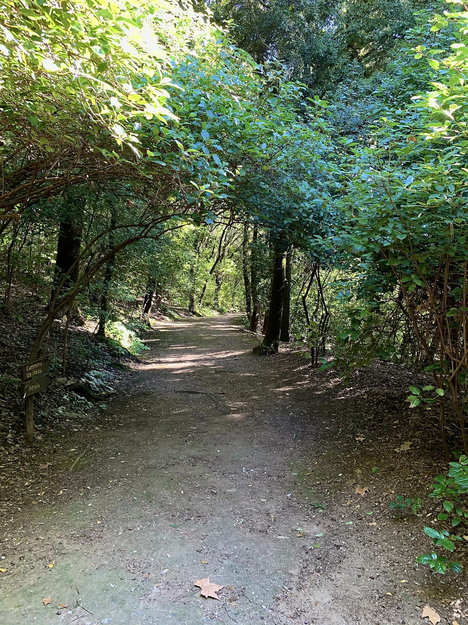 Walking through the woods