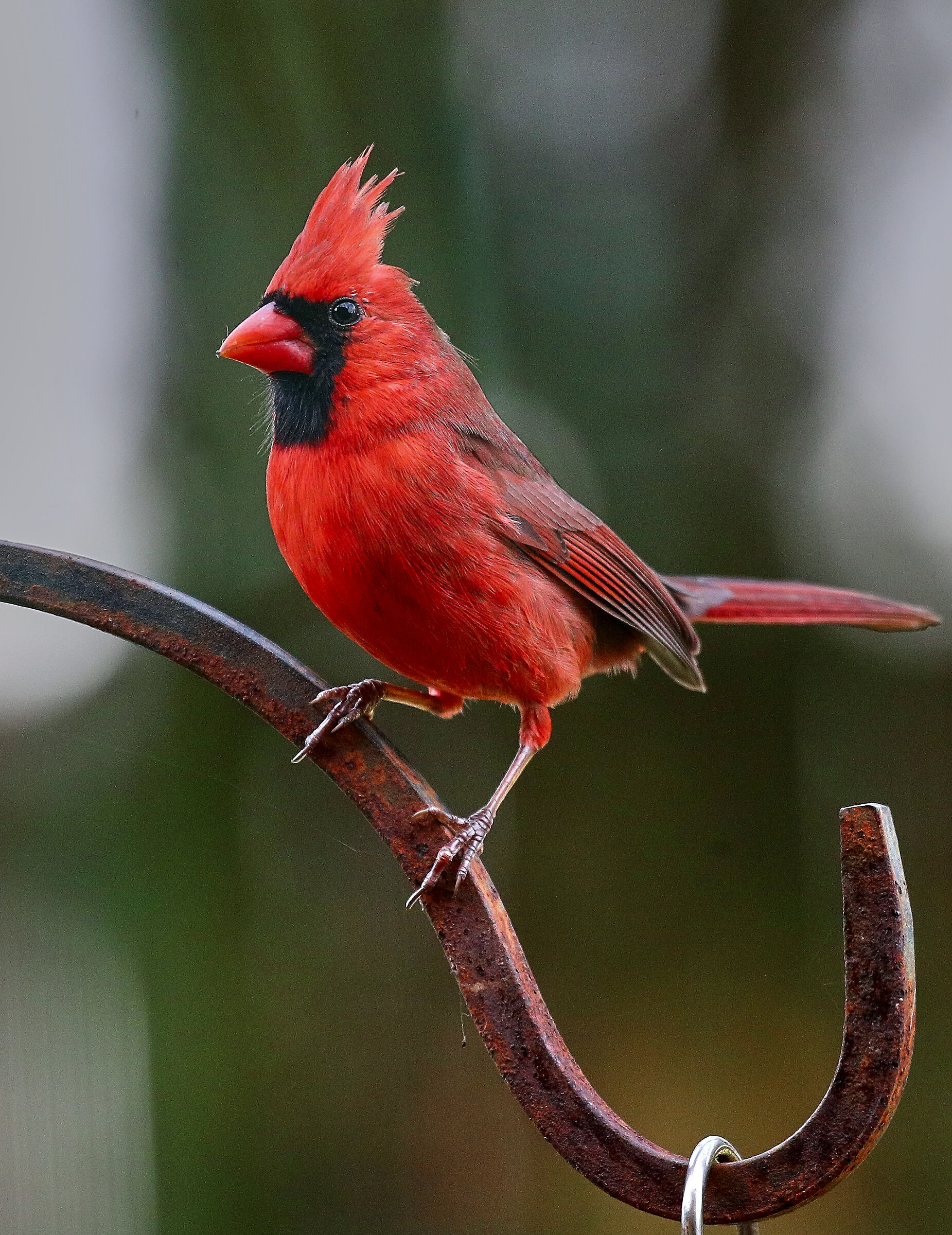 Northern Cardinal