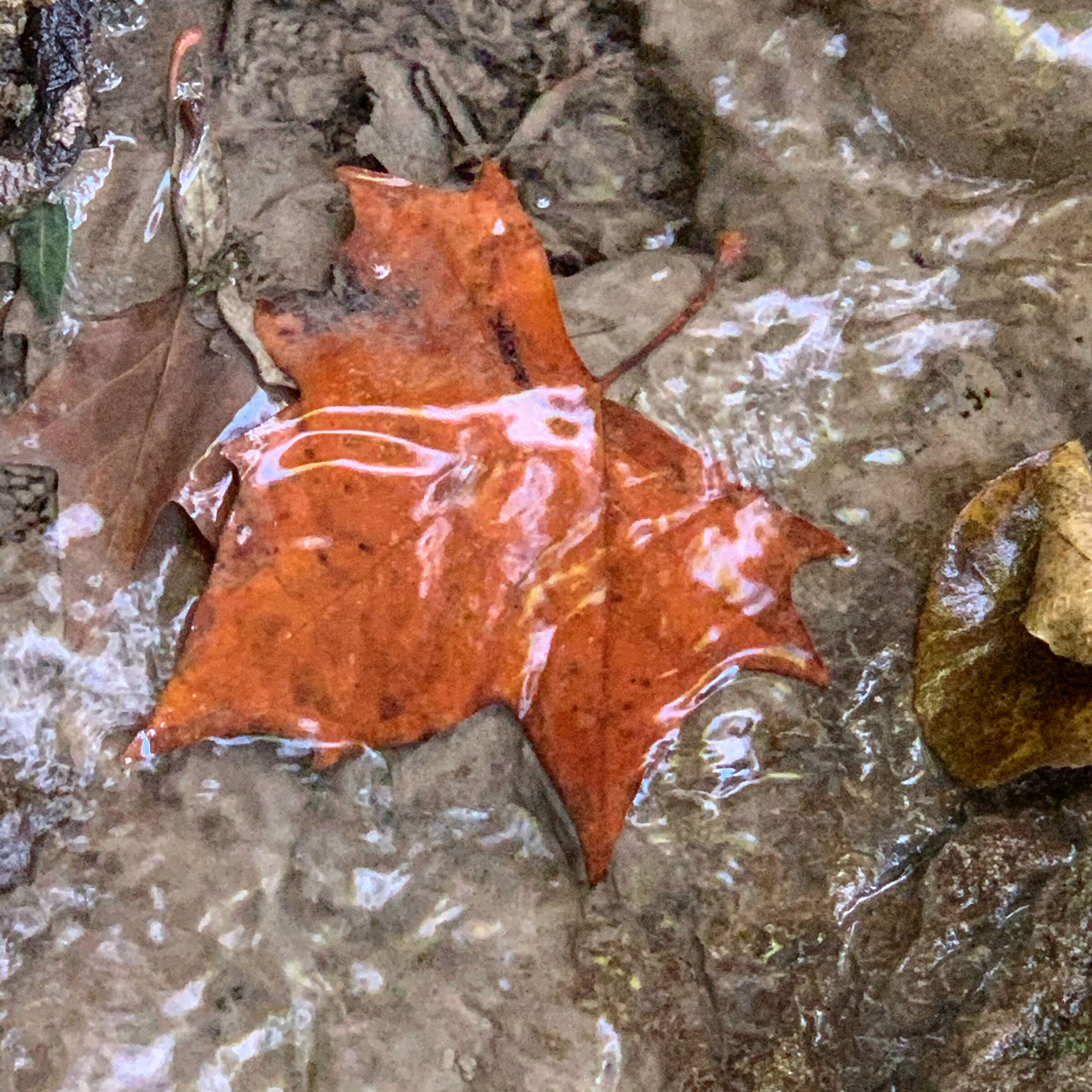 Autumn