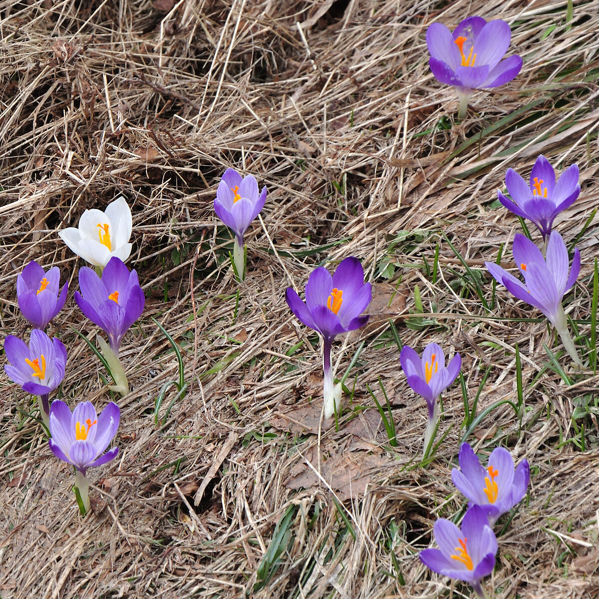Flowers at Black Lake