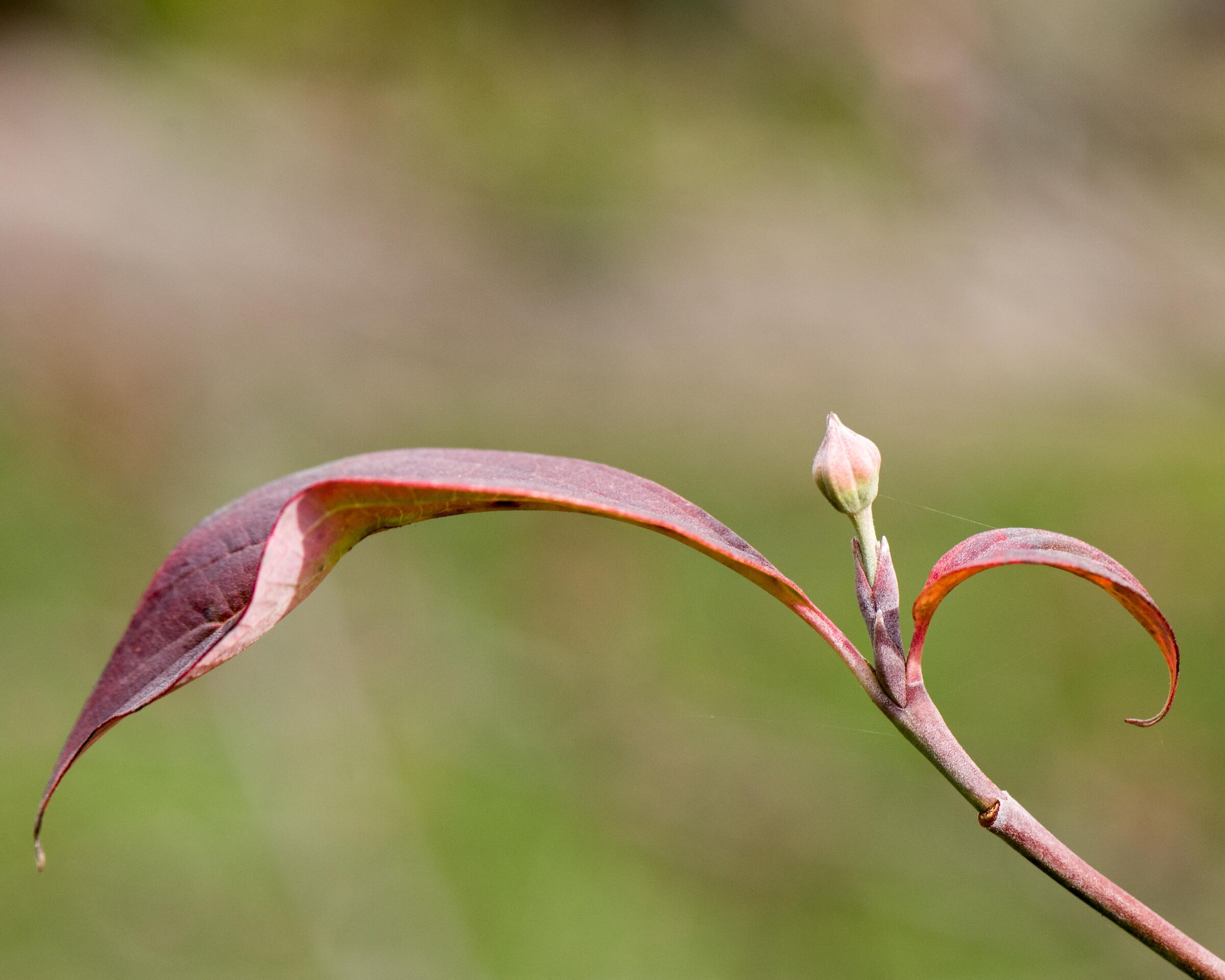 Next Spring's Flower