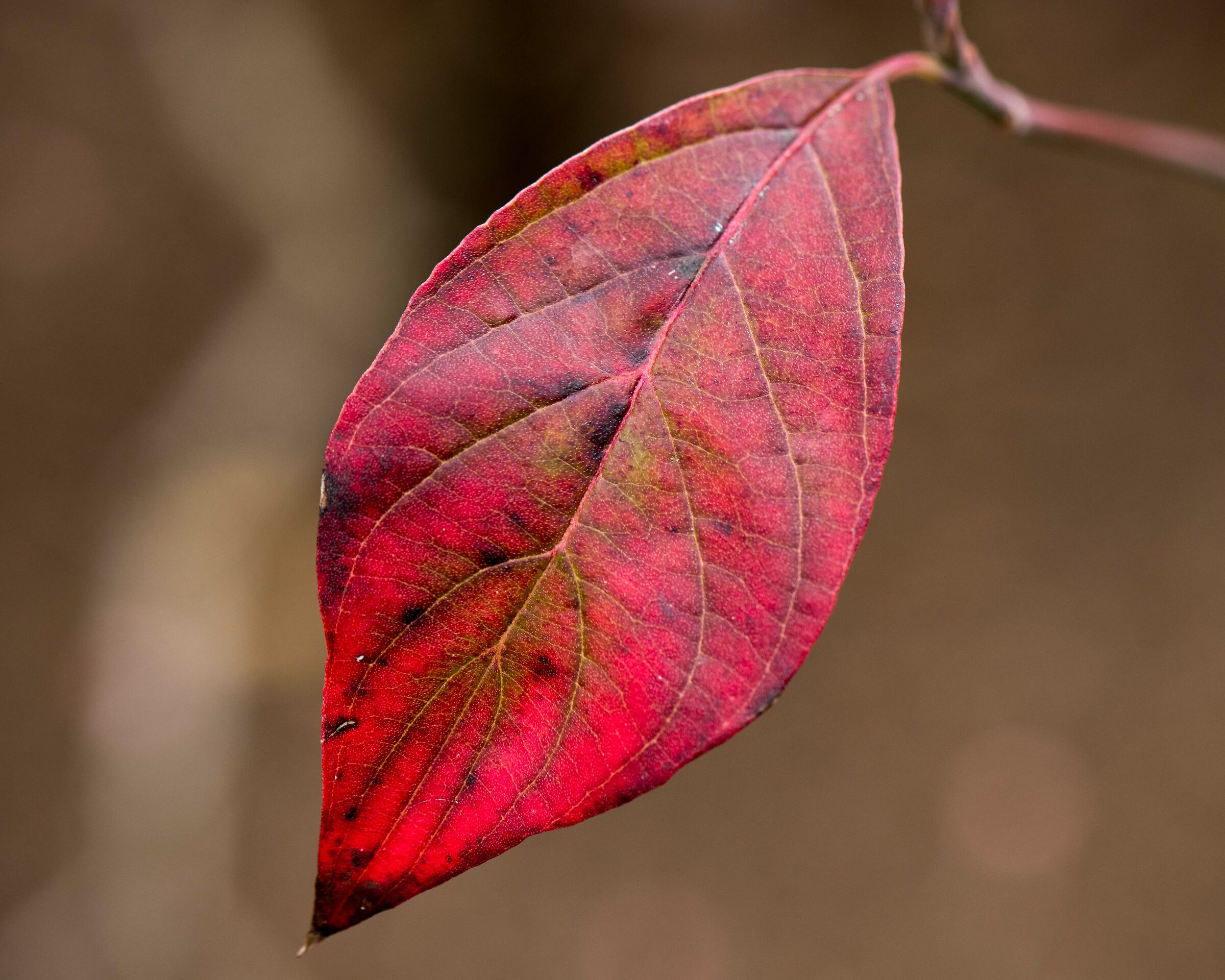 Dogwood Leaf